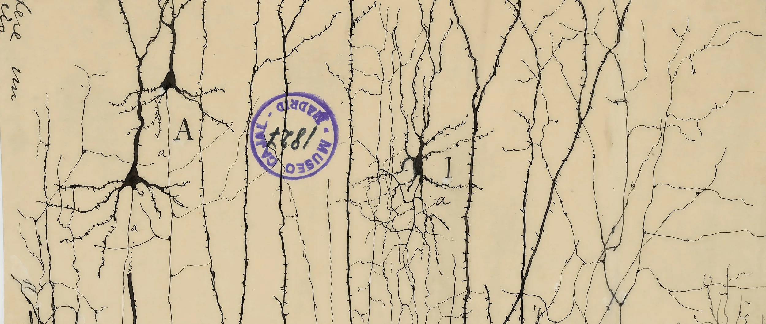 Cajal’s Networks