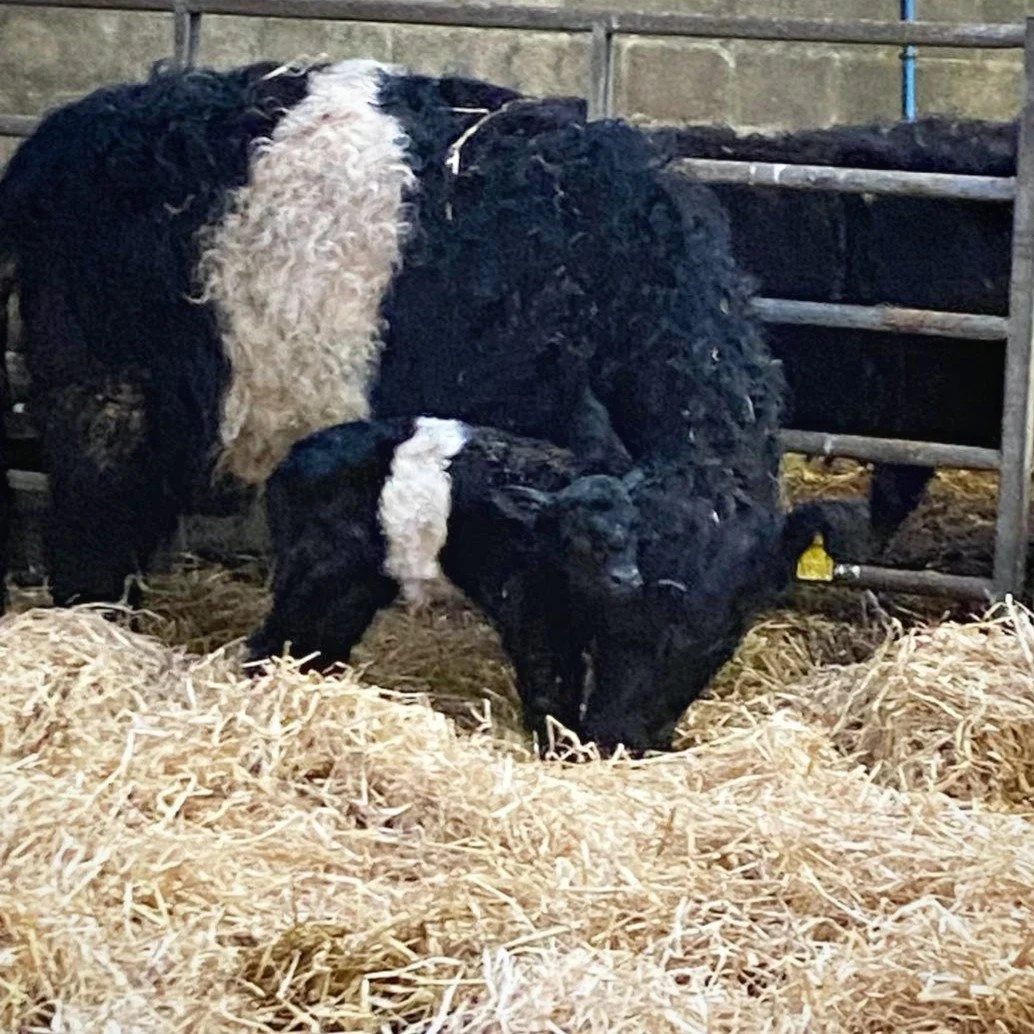 Say hello to our first baby Beltie of 2025! 😍😍😍

Calving is in full swing here on the farm, and we can't wait to meet more of our new additions...

#Calving #beltedgalloways #beltedgallowaycalf #Farmstay #lochlomond #babycows