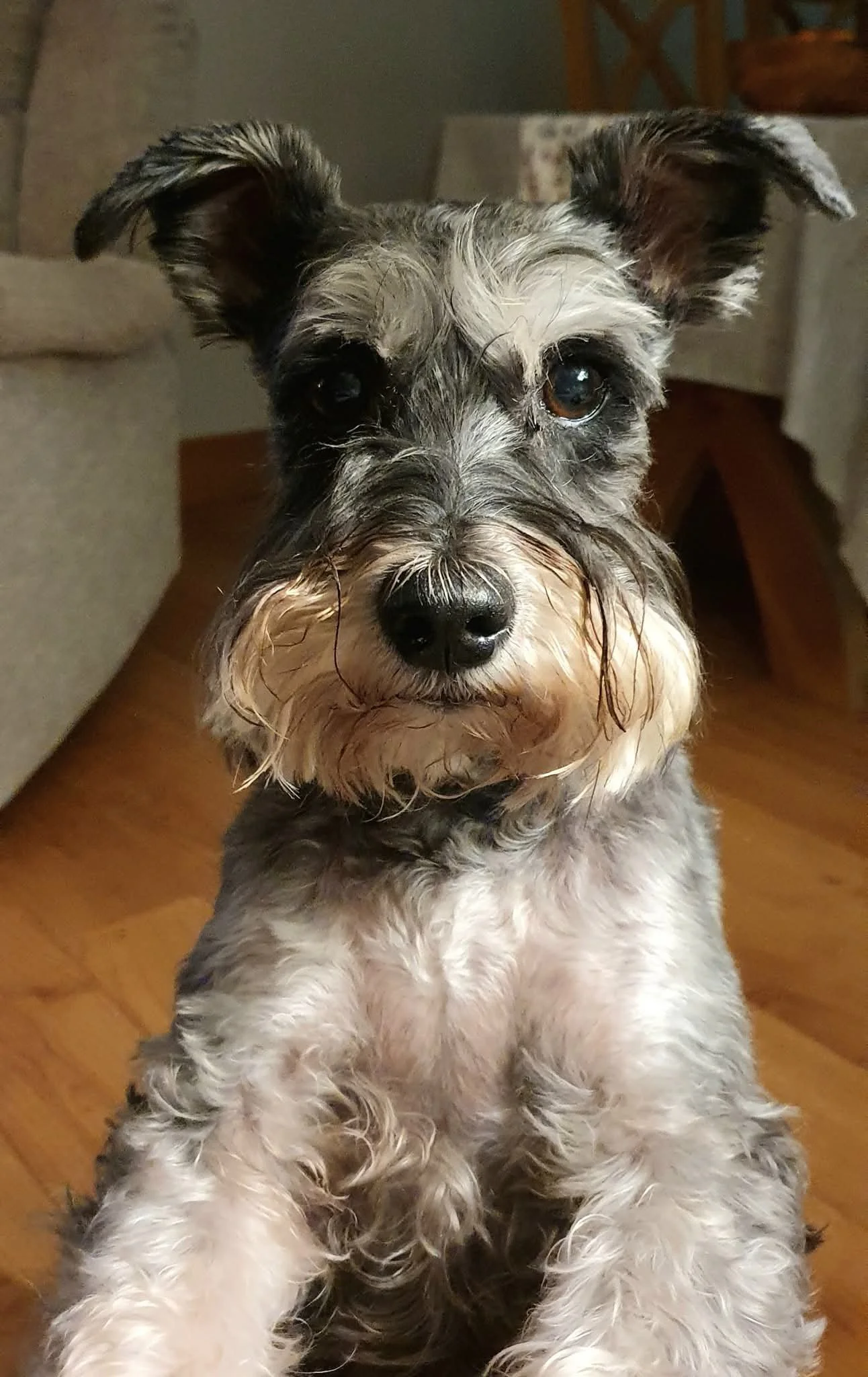Chester was the cheekiest little boy living a life full of happiness, fun, kisses, bounce, digging, running and Prawn Crackers were his favourite! He was our perfect little 'good boy' and he will be forever loved and missed. Sleep tight beautiful boy