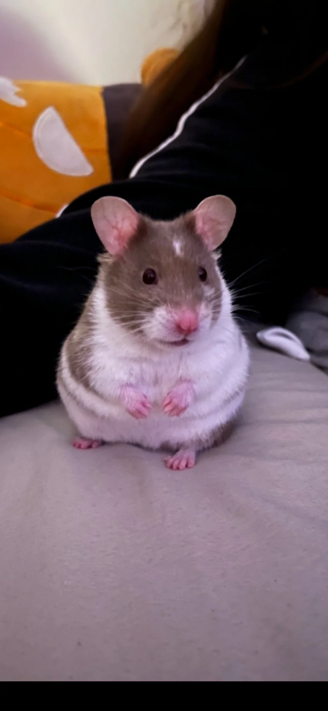 This was my angel. The cheekiest, greediest girl. She loved a cuddle in the heated blanket and to just be with us.
