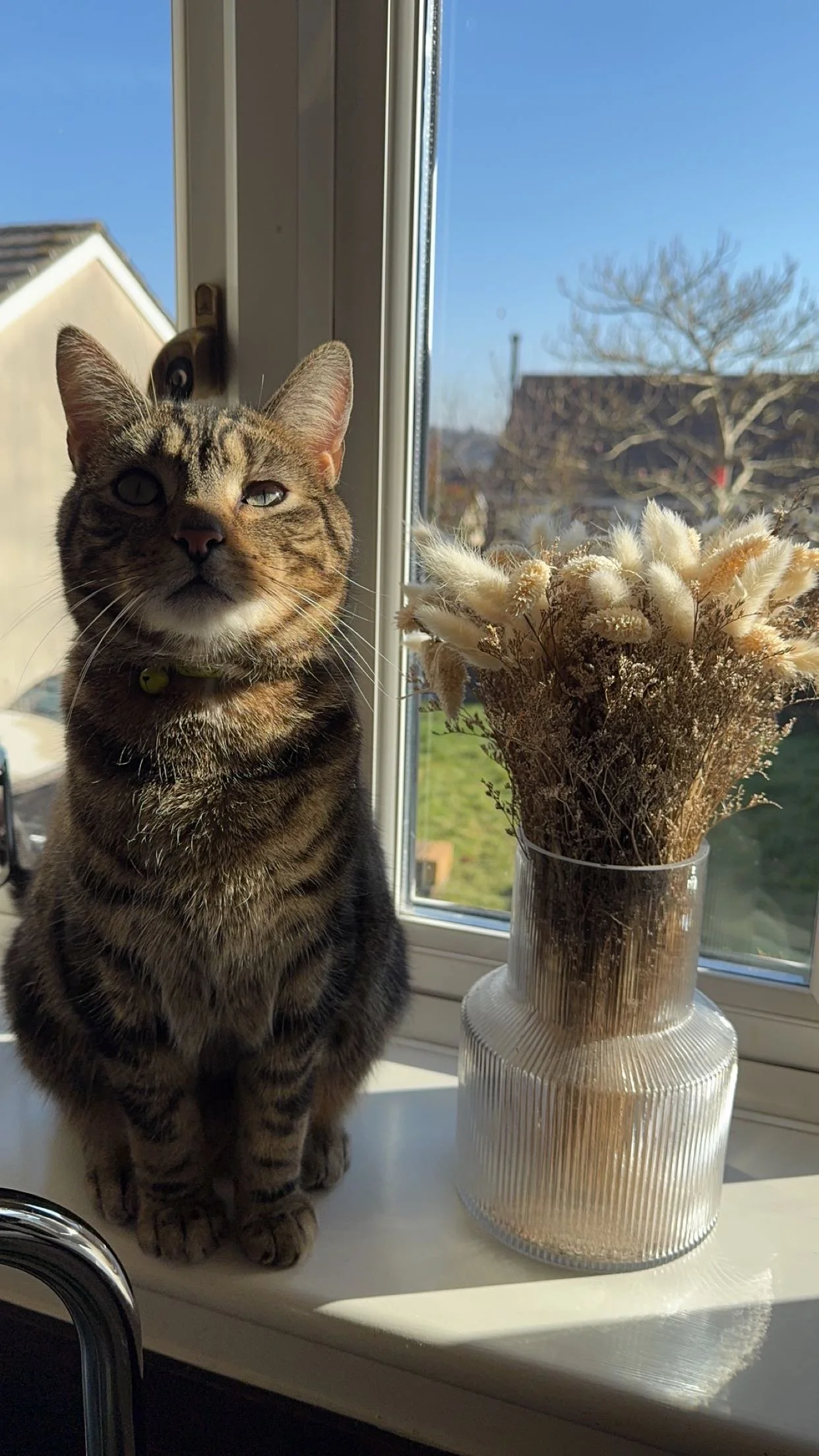 Our beloved and forever young “Simba Smoo” , forever in our hearts and a part of our family. We’ll miss you forever. Sleep tight, Aaron, Jordan , Bailey & Narla