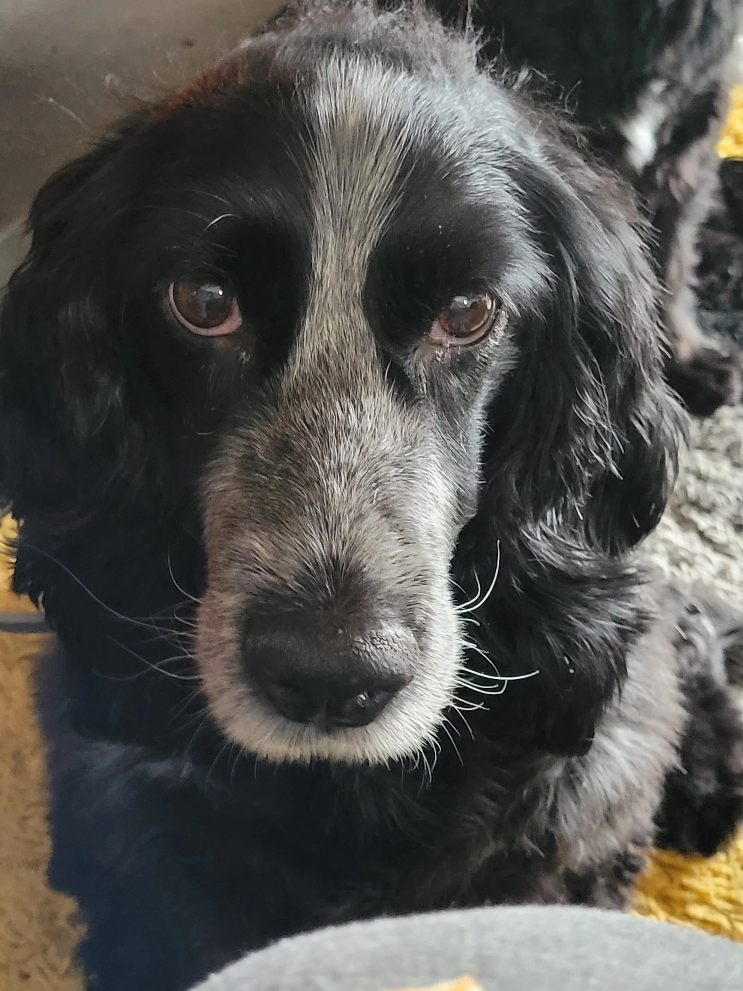 If love could keep you healthy, then you would have been with us forever🐾❤️ We love you always Mossie dog, your pawprints are imprinted on our hearts for the rest of our lives😢💔🐾