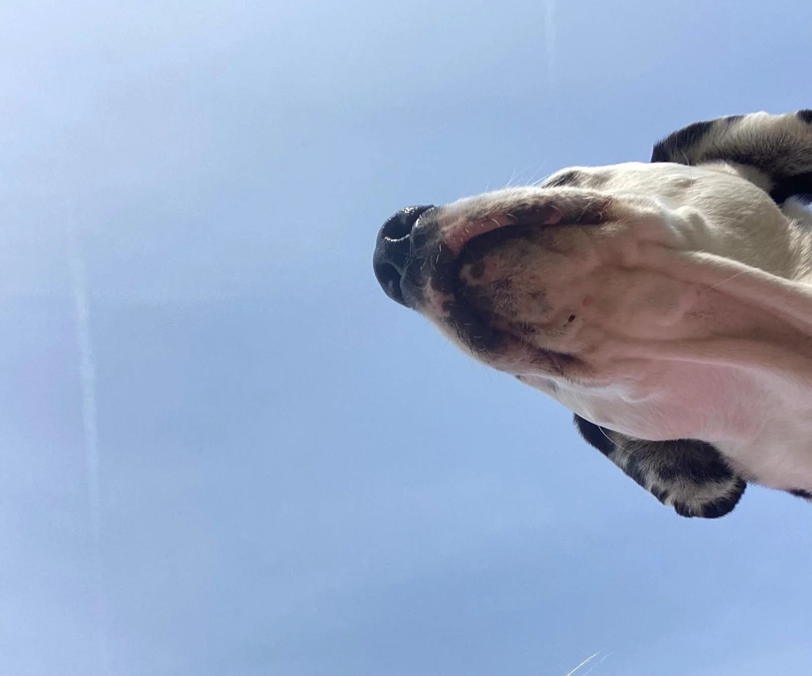My New Dog Didn’t Heal Me