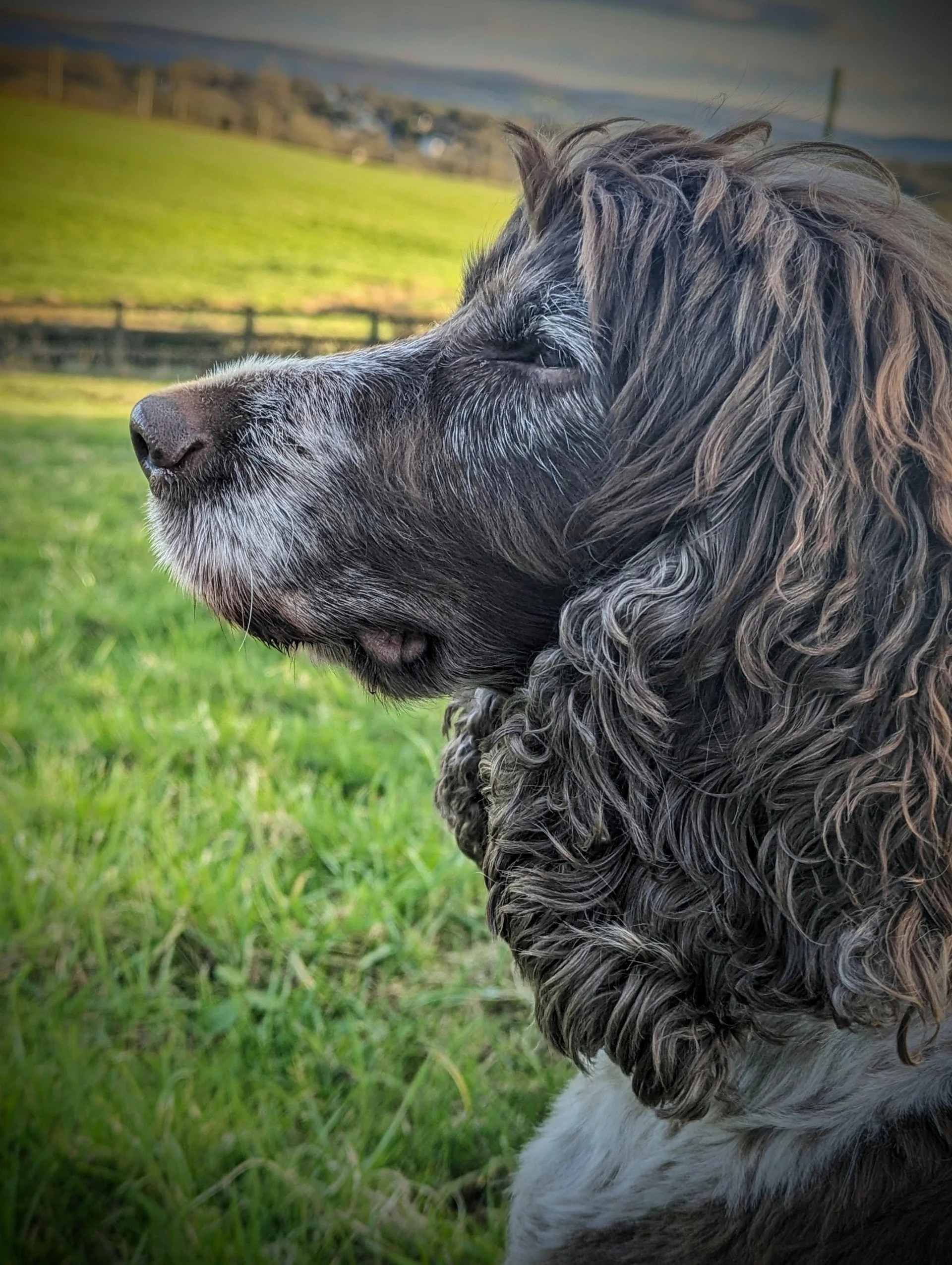 Freddie, my darling boy. Thank you for allowing me to be your "Kahu". To be entrusted with your safe keeping was the honour of my life. You were so cherished, so precious and a part of my soul. You were my comfort, routine, safe place, support, belov