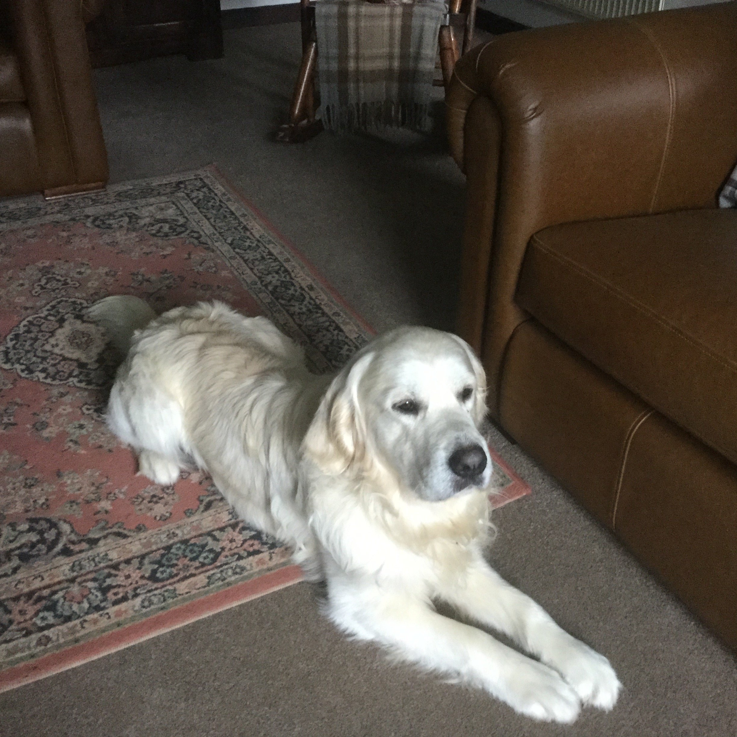 It was such a privilege to have Inca in our lives for over 12 years. He was such a beautiful soul and loved everyone and everyone loved him. Sleep easy now our beautiful boy. Loved forever.
