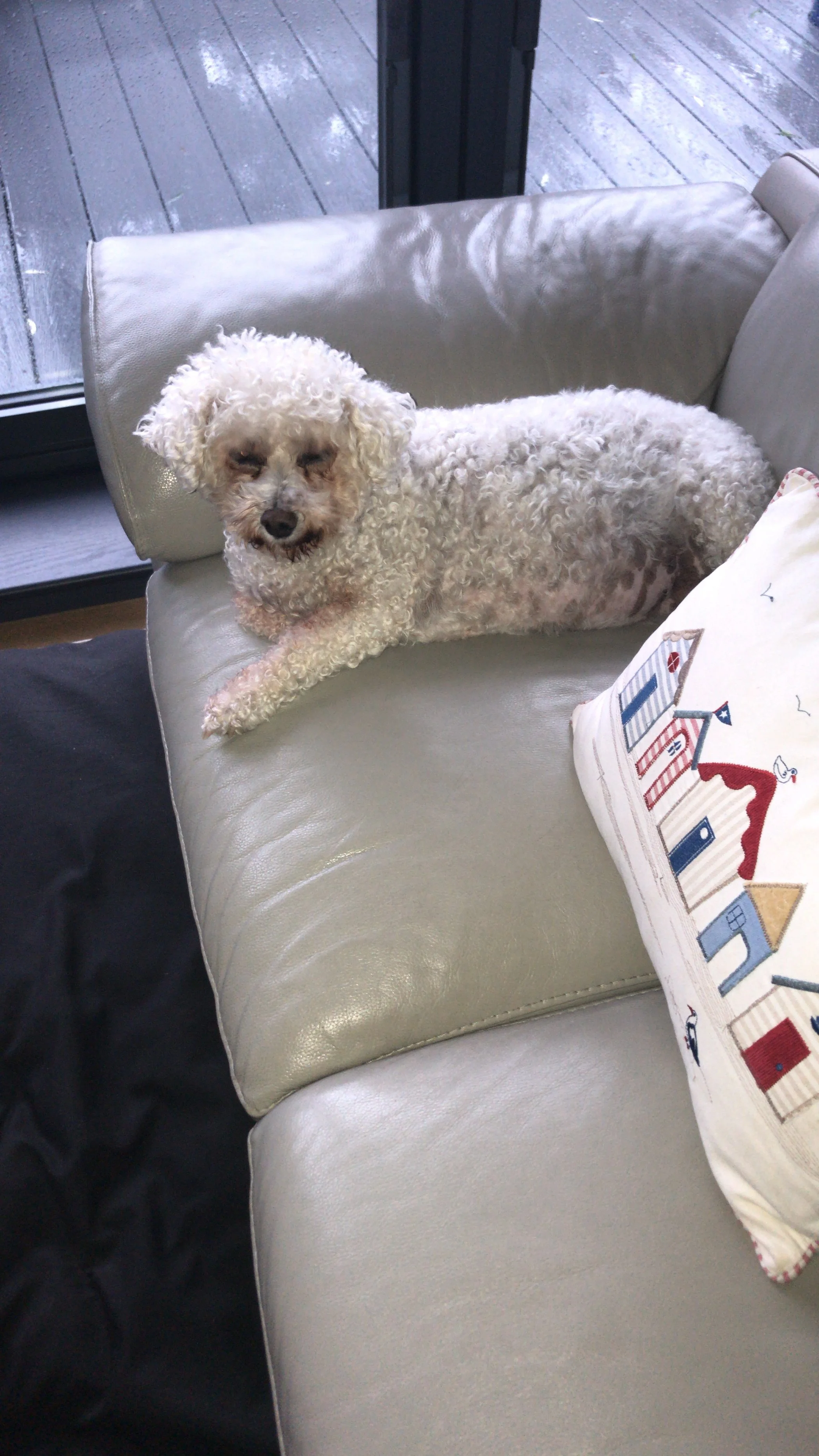 In loving memory of Dorothy, our beautiful baby girl. She will be with us forever in our hearts and our thoughts and is now with her big sister Betty boo.❤️