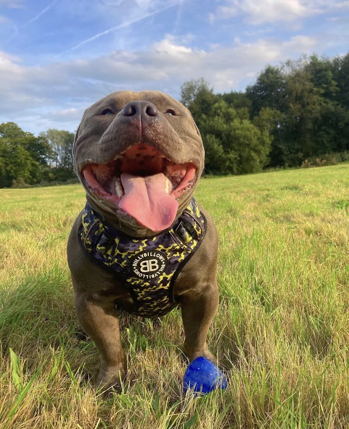 Life gave us far too little time together, but every moment with you was worth a lifetime.

Dogs do not measure life by the number of years, but by the depth of the love they receive. To you my boy, a short life has been filled with my total devotion