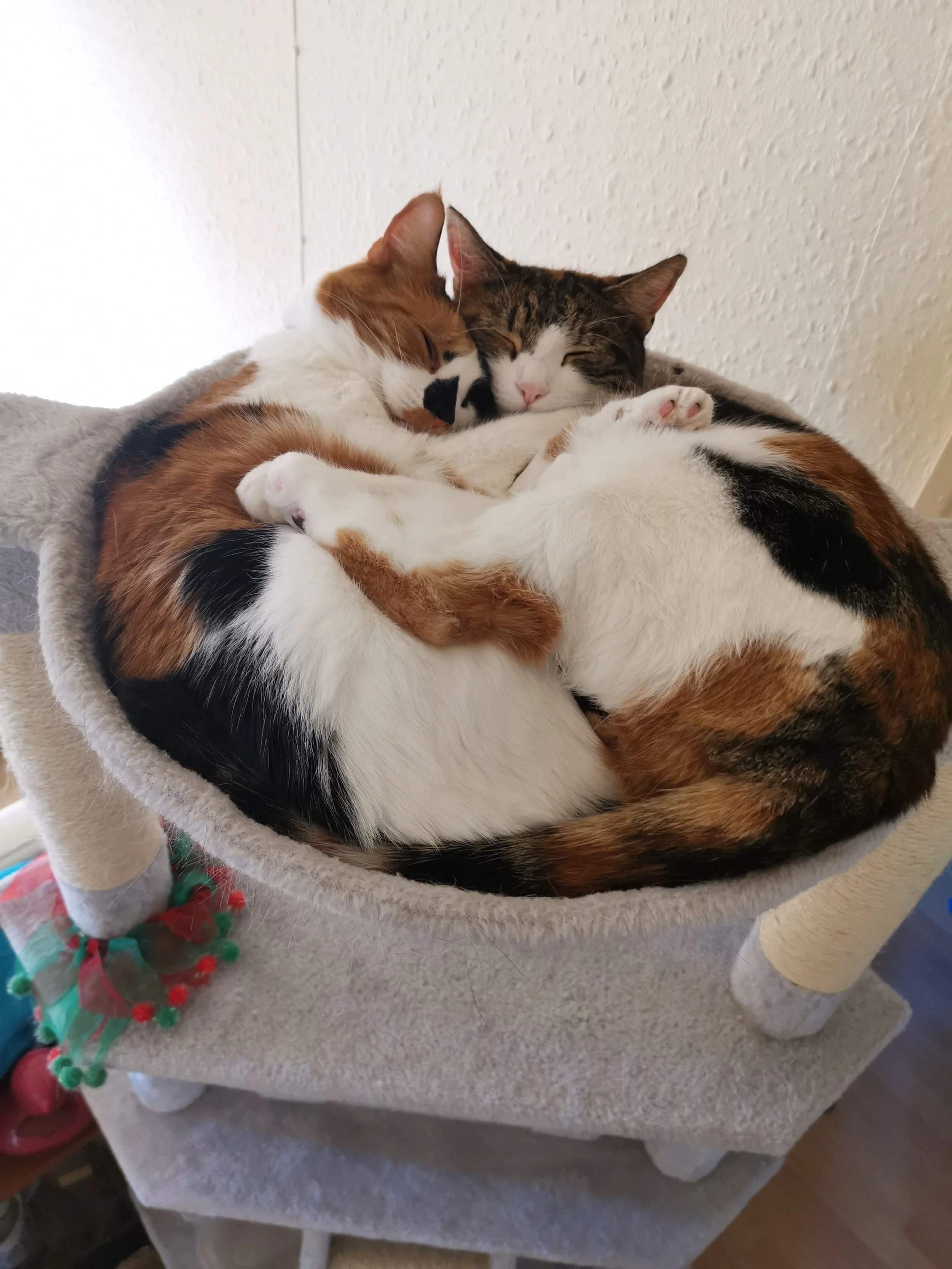 Tills surpassed all expectations with how well she tolerated her insulin twice a day. She was the most chilled and dependent cat we've ever had, if you didn't watch her eat her dinner then it wasn't being eaten. Much love always to our girl. Tinks wi