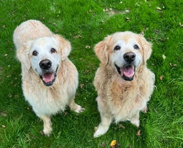 Our 'always there' girl. Quietly in charge from the beginning, you ran the house, the clever strategist who could easily outwit your brother to move him from the sofa, to the loyal shadow by my side, to the sock stealing thief that always made us lau