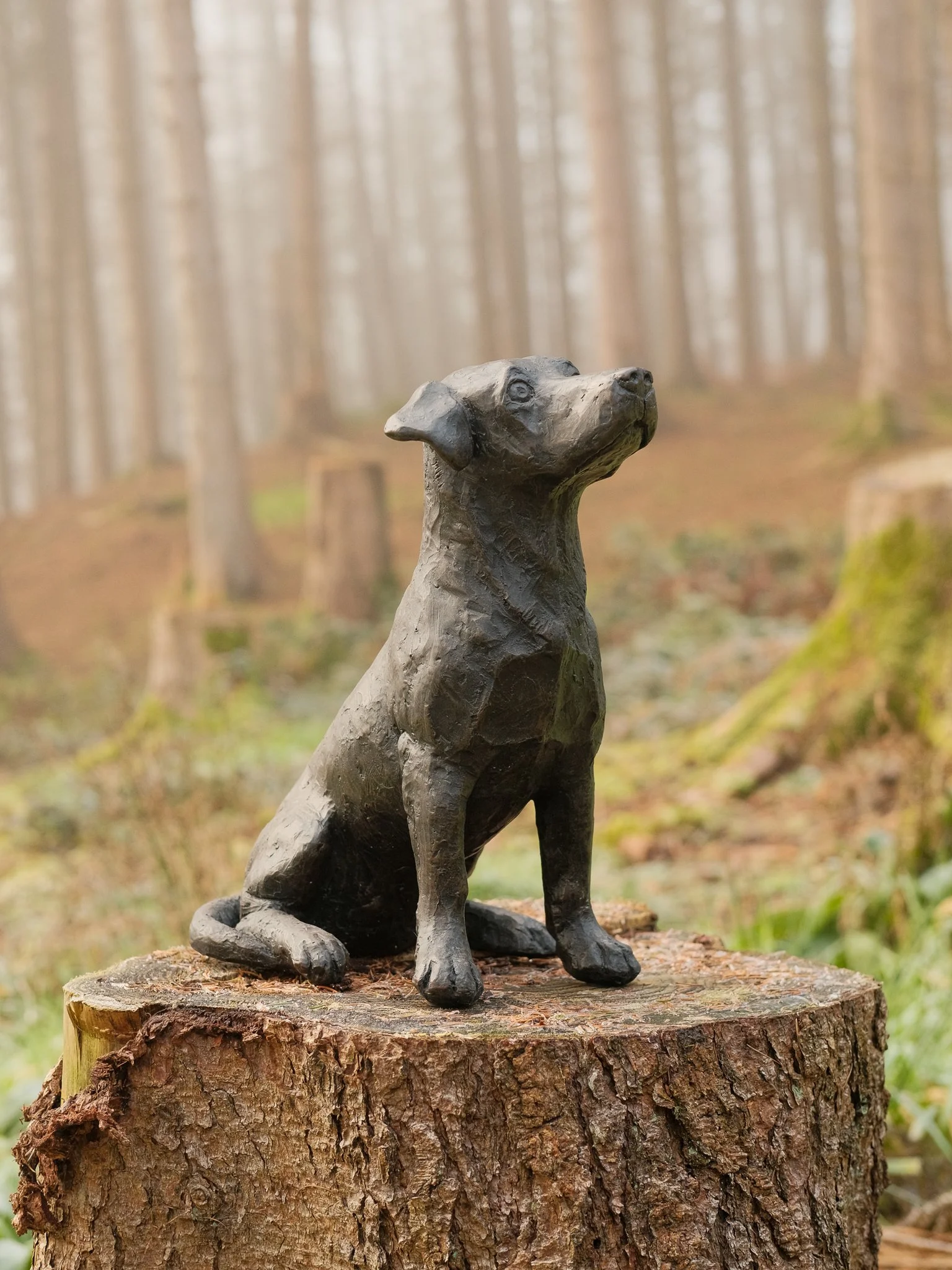 Bronze sculpture of a sitting dog on a tree stump in a foggy forest. Dog cremation in Carmarthenshire