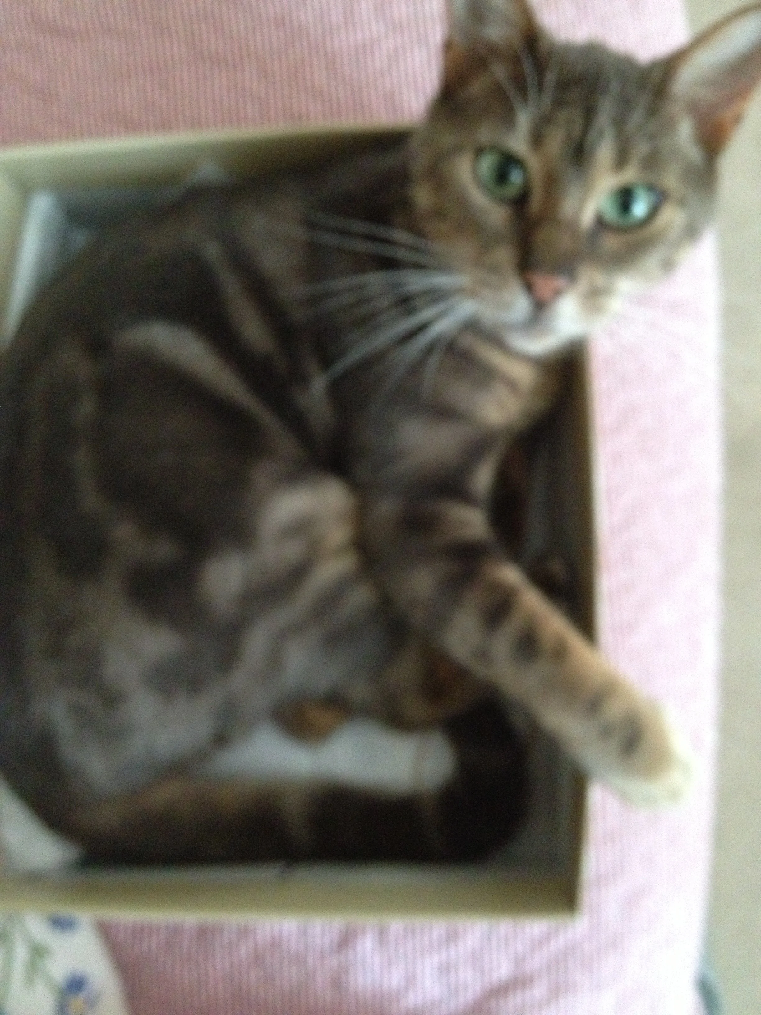 My darling girl, losing you has been so hard. Never having a chance to give you a cuddle and hear your distinctive voice. You had mellowed from being very scatty to a loving companion. You came to me when two other homes had given you up but we had 1