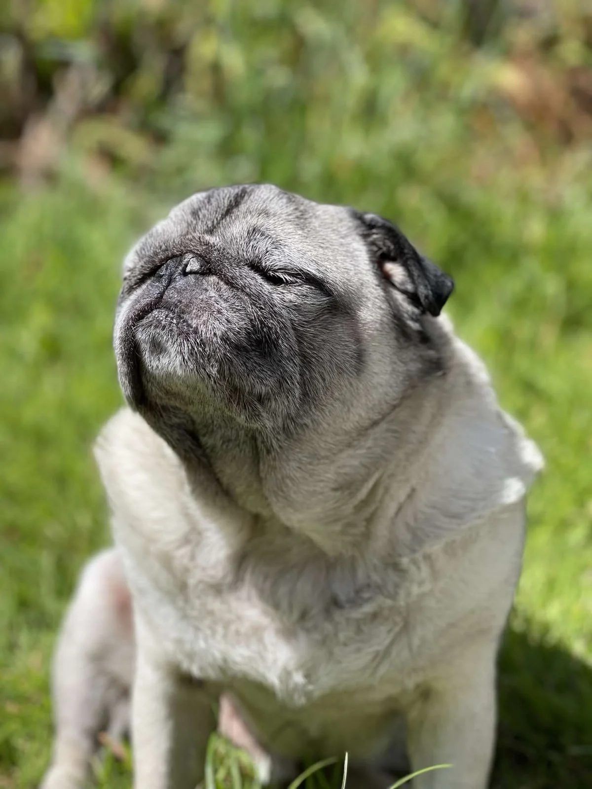 Our beautiful Boy Rocky. You’ve left such a big hole in our hearts. 15 wonderful years of unconditional love, pug kisses and so many memories. We love and miss you so much. 🐾💙 mammy, daddy, Jaz, Josh, Jess & Jay xxx