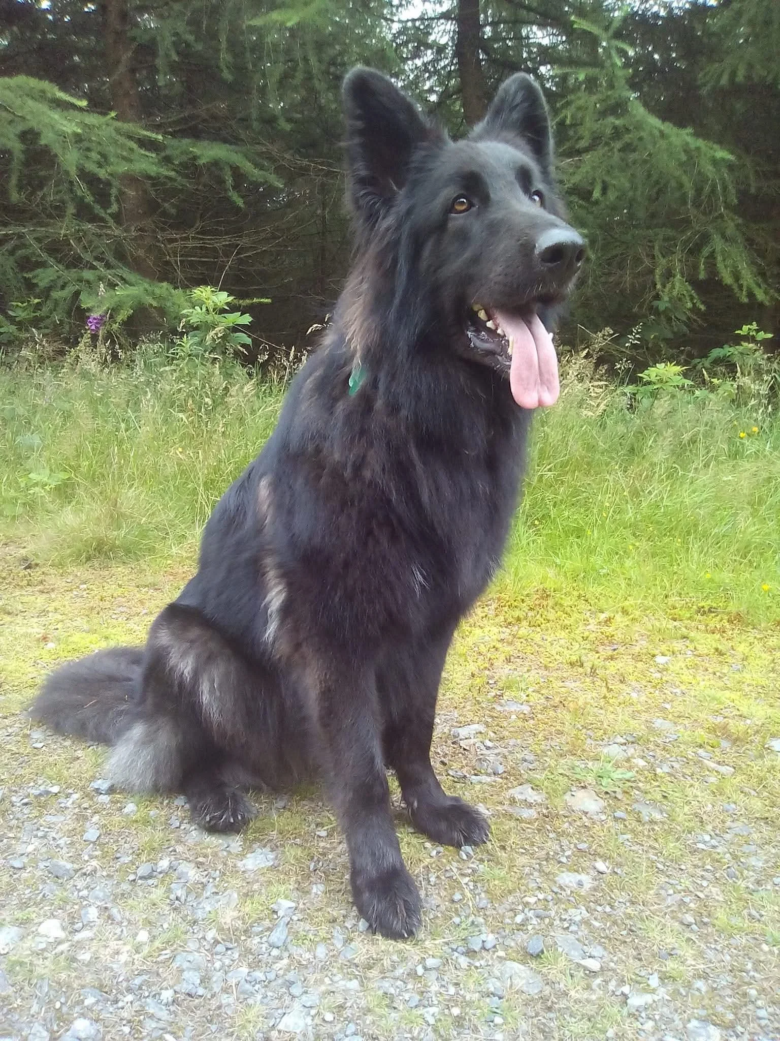 How do I find the words to tell you how much I miss you. How much my heart aches for you. You were my best friend, my loyal companion. Thank you Vader for the most amazing 11 years. I will always love you my darling boy. Till next time xx