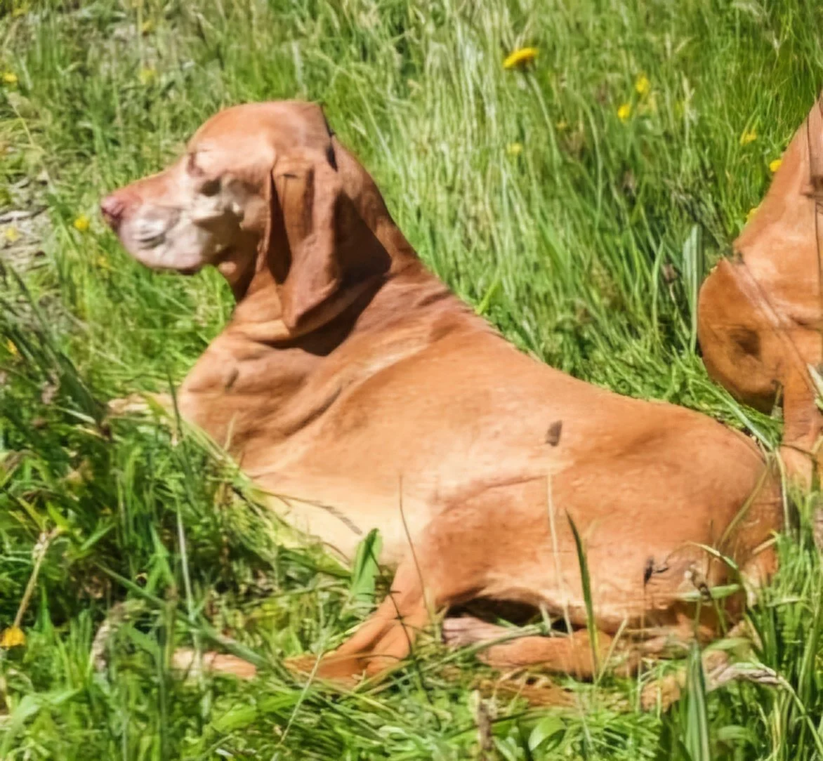 Winston: our beautiful, silly, playful, noisy, bossy boy. From the moment he climbed onto my lap he changed me forever. Life was never dull with Win around. His favourite jobs were stamping the mail with his teeth, barking at everything and nothing, 
