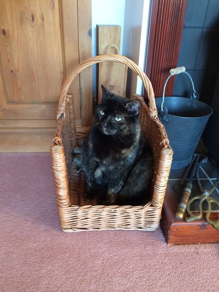 To Phoebe our beautiful cat. Always loved and eternally treasured. You will always be home with us and your gorgeous orange rose in our world going forward.
Natasha & James final farewell service was very sympathetic, caring and personal with excelle