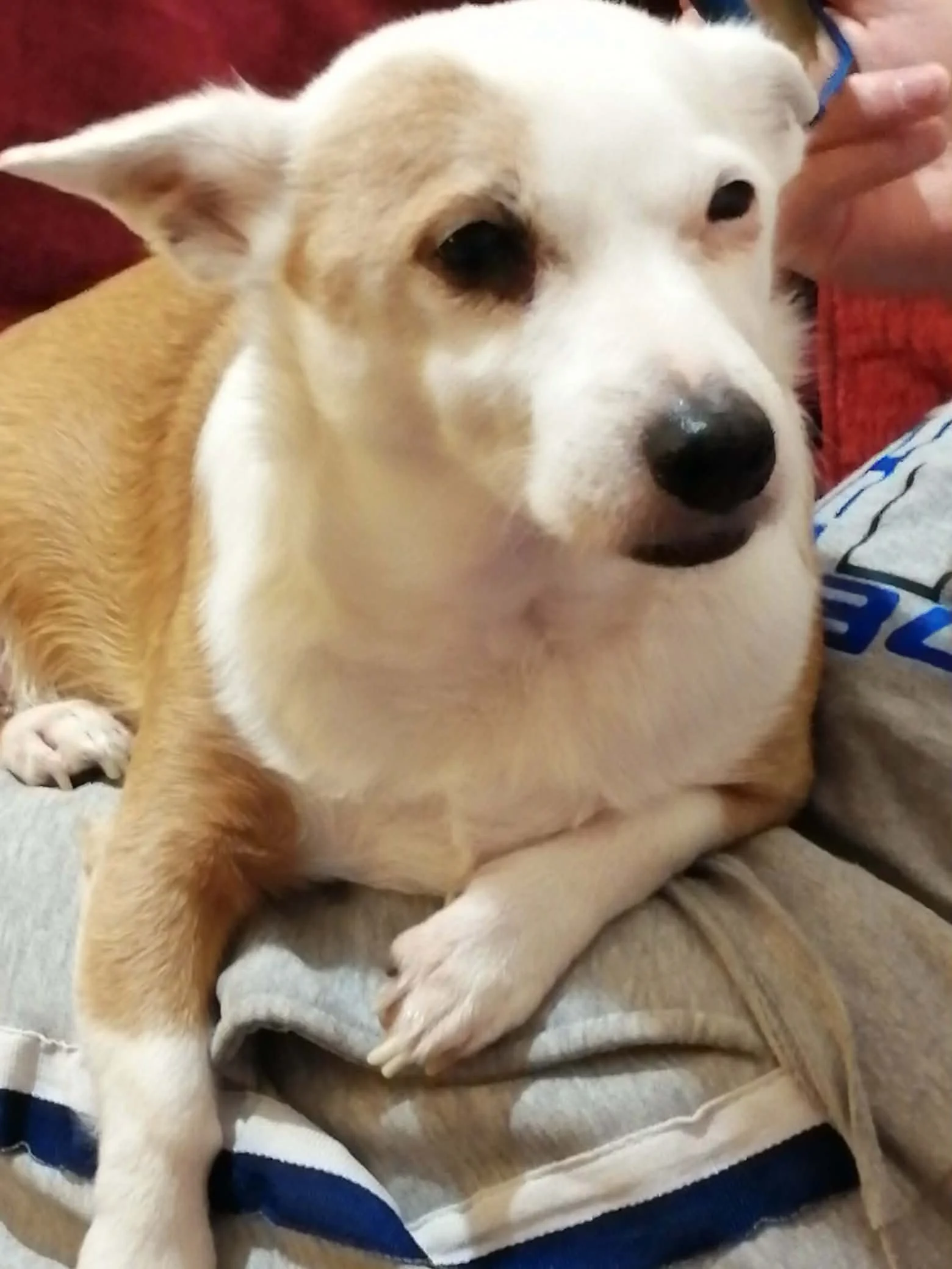 My dearest Jess. My heart is totally broken. Completely lost without you. 17.5yrs of loving you & you loving us 💖 Your crazy Jack russelness will forever be remembered & the love you should me. My loyal companion to the end. You will be with me alwa