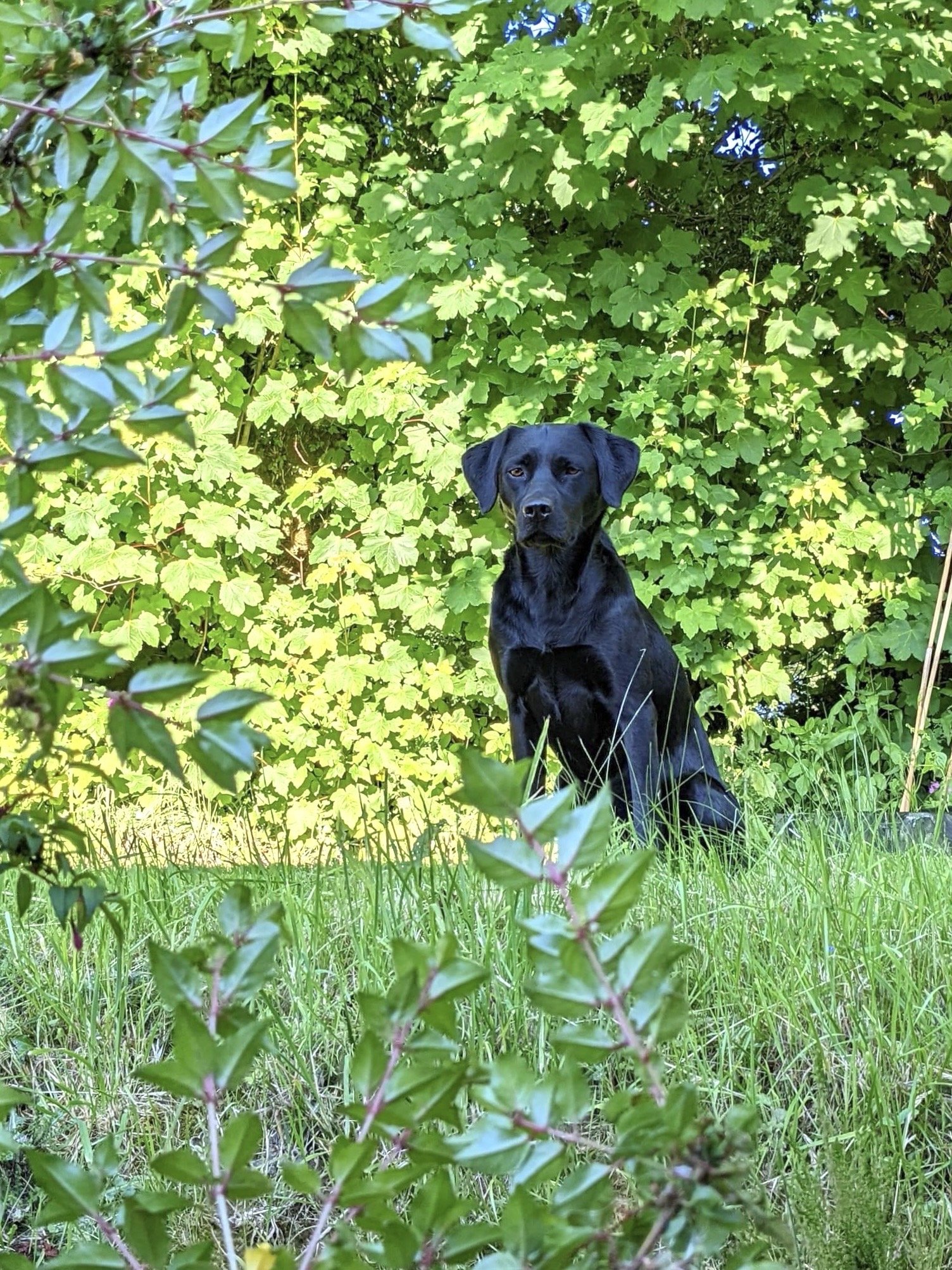 Our beautiful girl, gone far too soon but forever in our hearts - Bramble xx