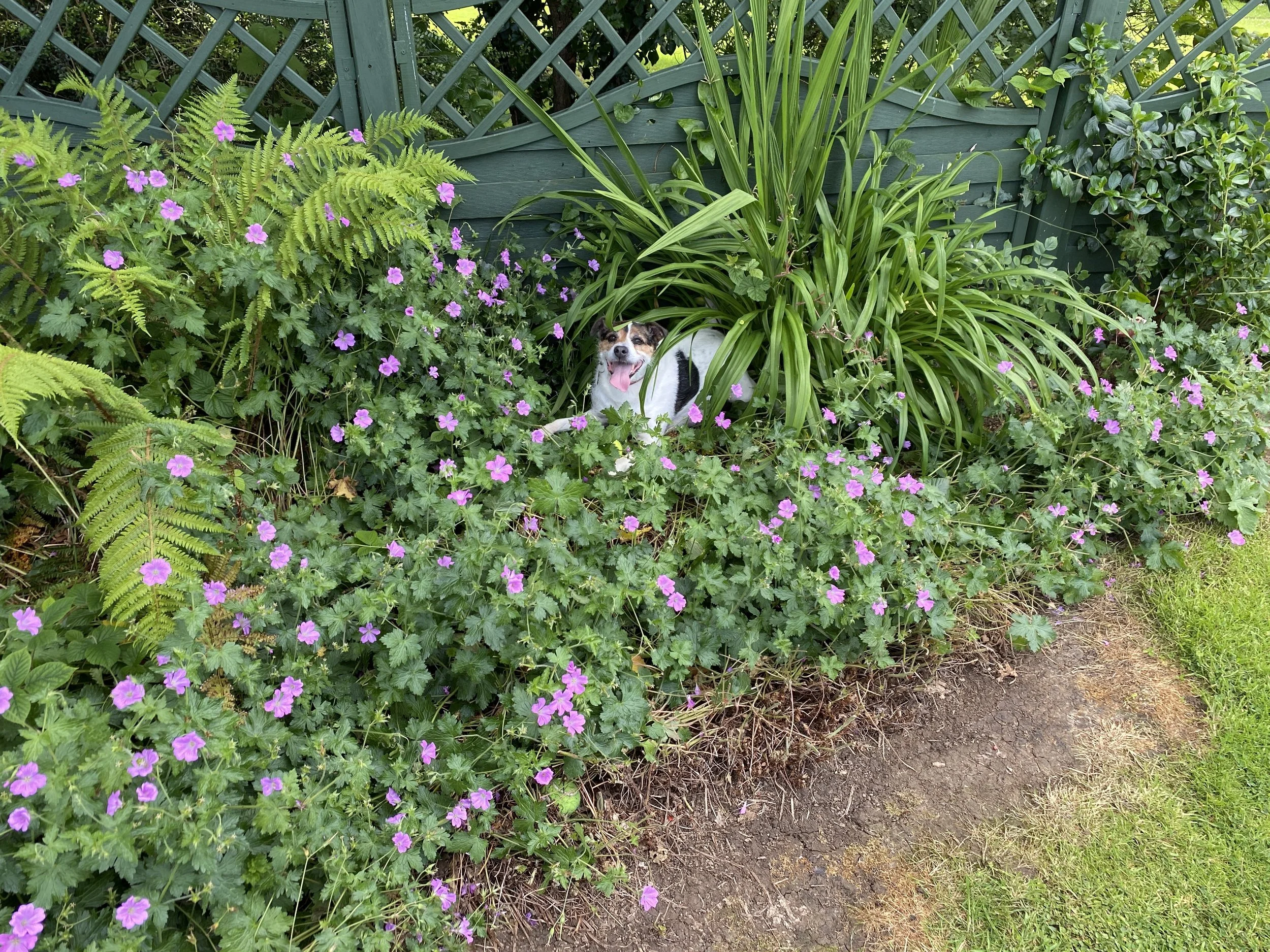 Days around the house, and nights on the sofa have been far too quiet since you left us.
You have always been a joy, from the moment we brought you back in a toybox, to the digging in the garden, to the hair on every item of clothing we have ever wor