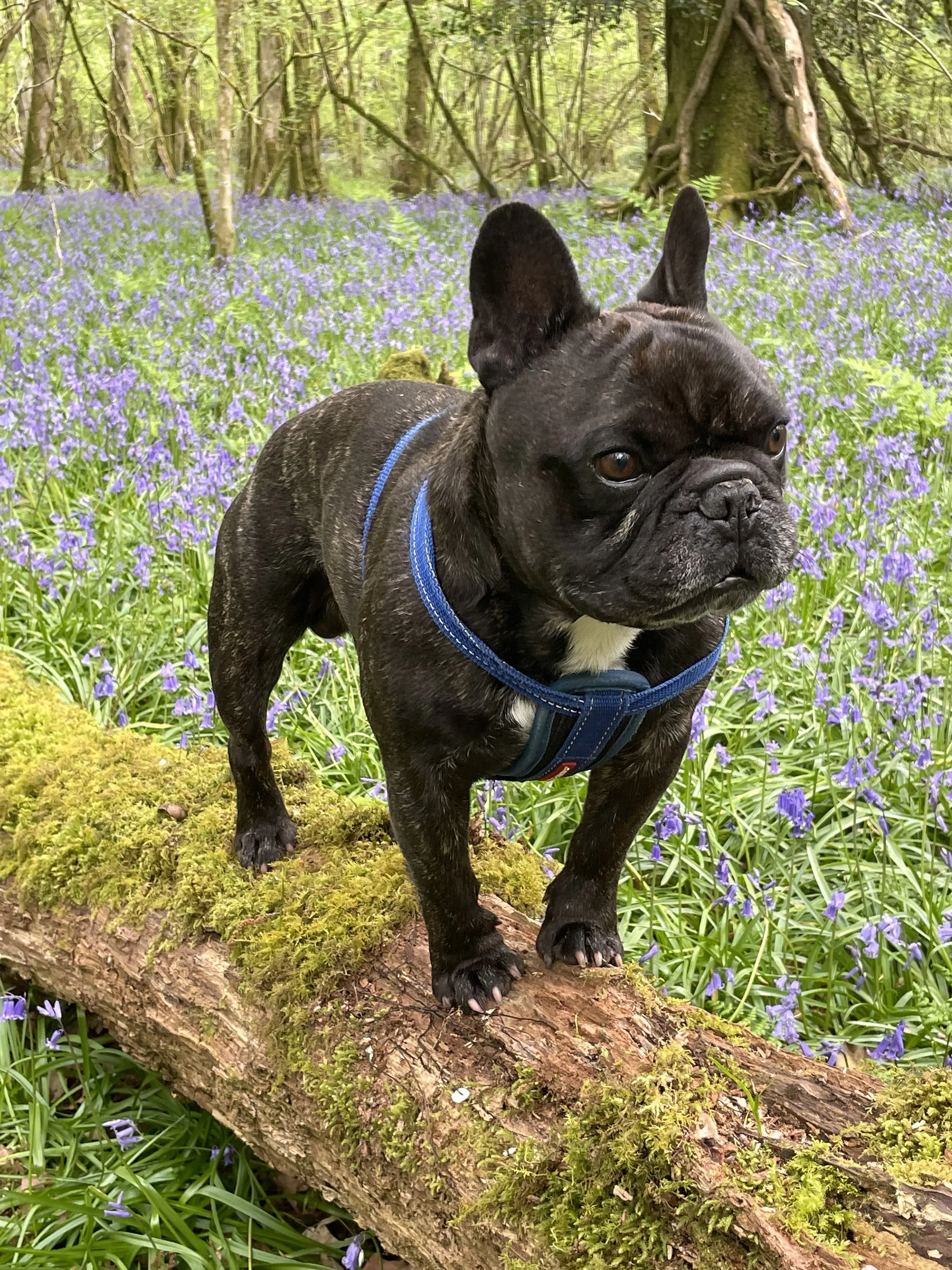 Sleep tight Mr Ben ❤️