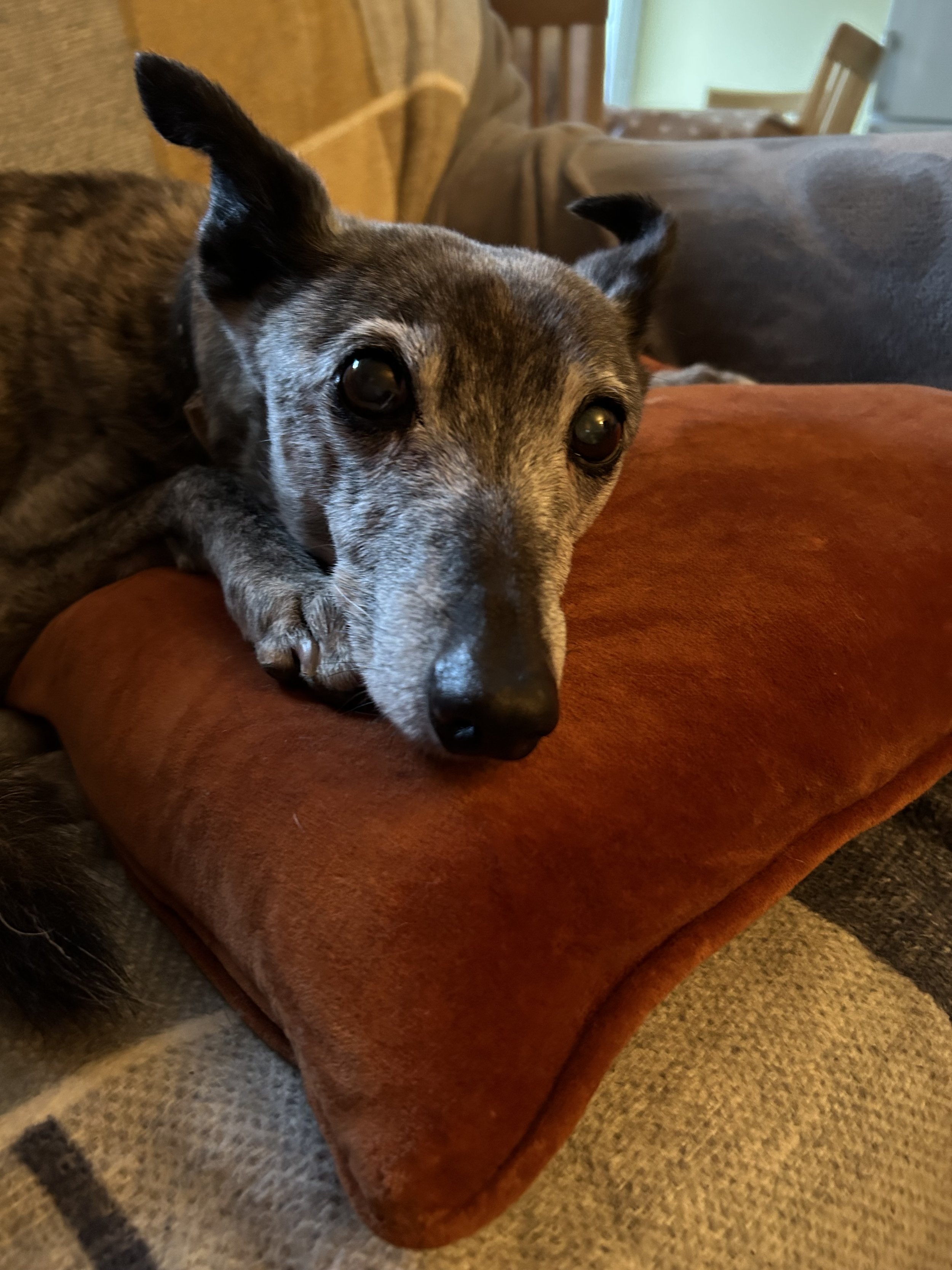 Heartbroken to lose the kindest, best friend, soulmate, wing man and Canine peacekeeper and carer to her little pack.. Will never be another to compare to Jazz. Will be missed and loved always and will always be grateful you chose to be with us. Look