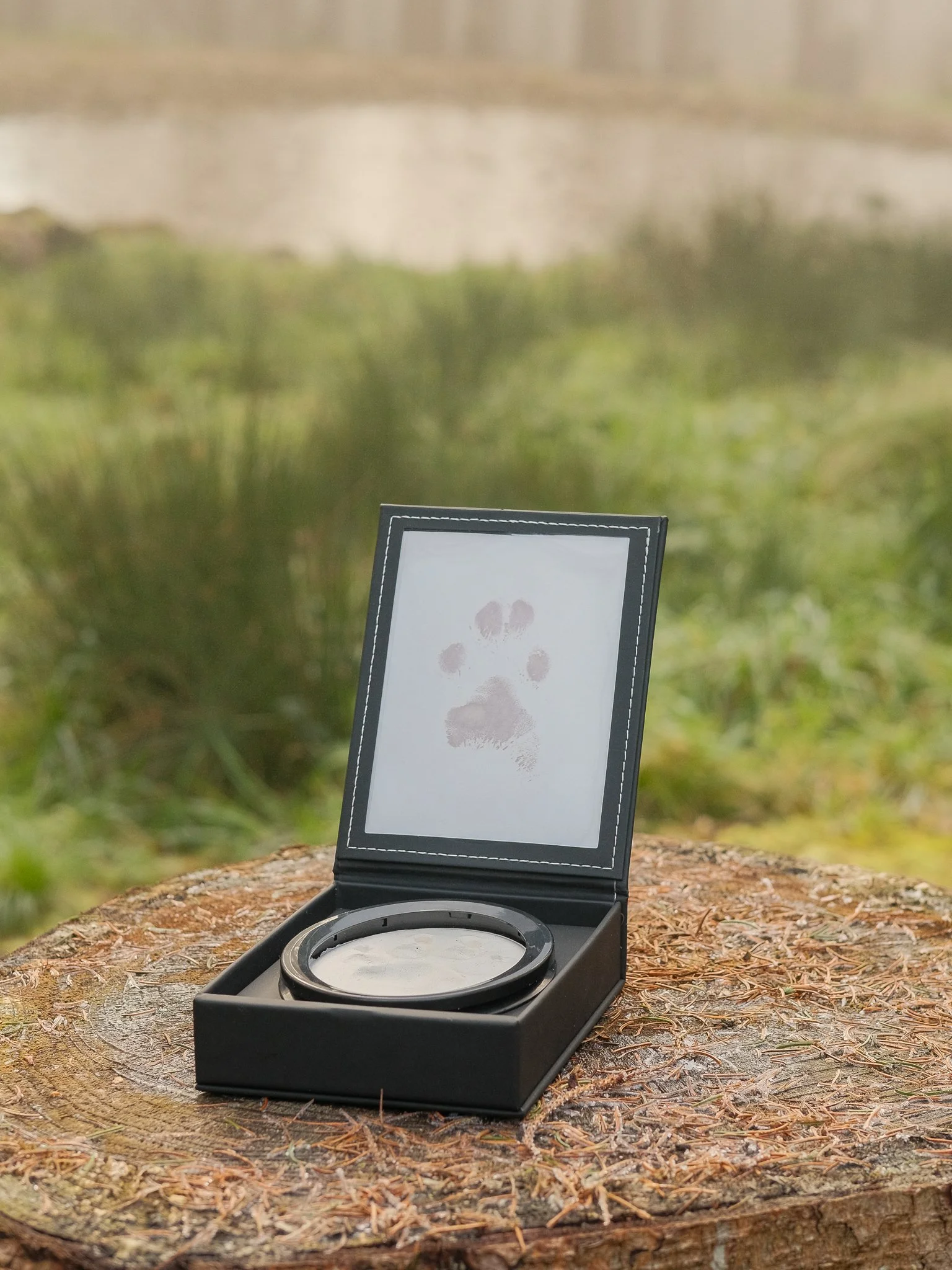 A black jewelry display case with a clear glass lid showing a ring, placed on a tree stump outdoors. Clay paw print memorial product