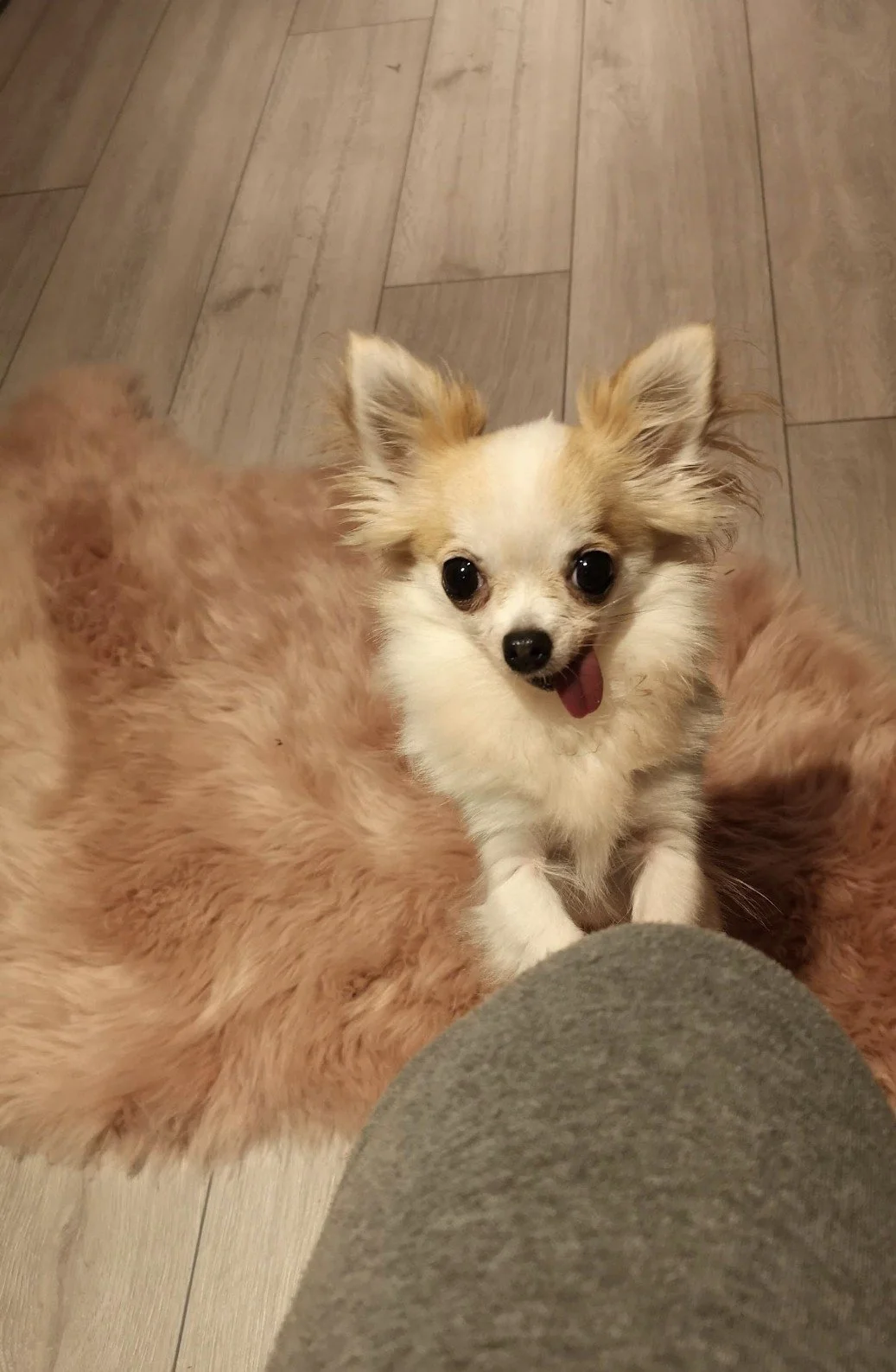 I can’t even begin to put into words how heartbroken we are. To some, you were “just a dog”, but to us, you were everything.
Our constant shadow — always two steps behind, or quietly creeping onto our laps for a cwtch without us even noticing. The sw