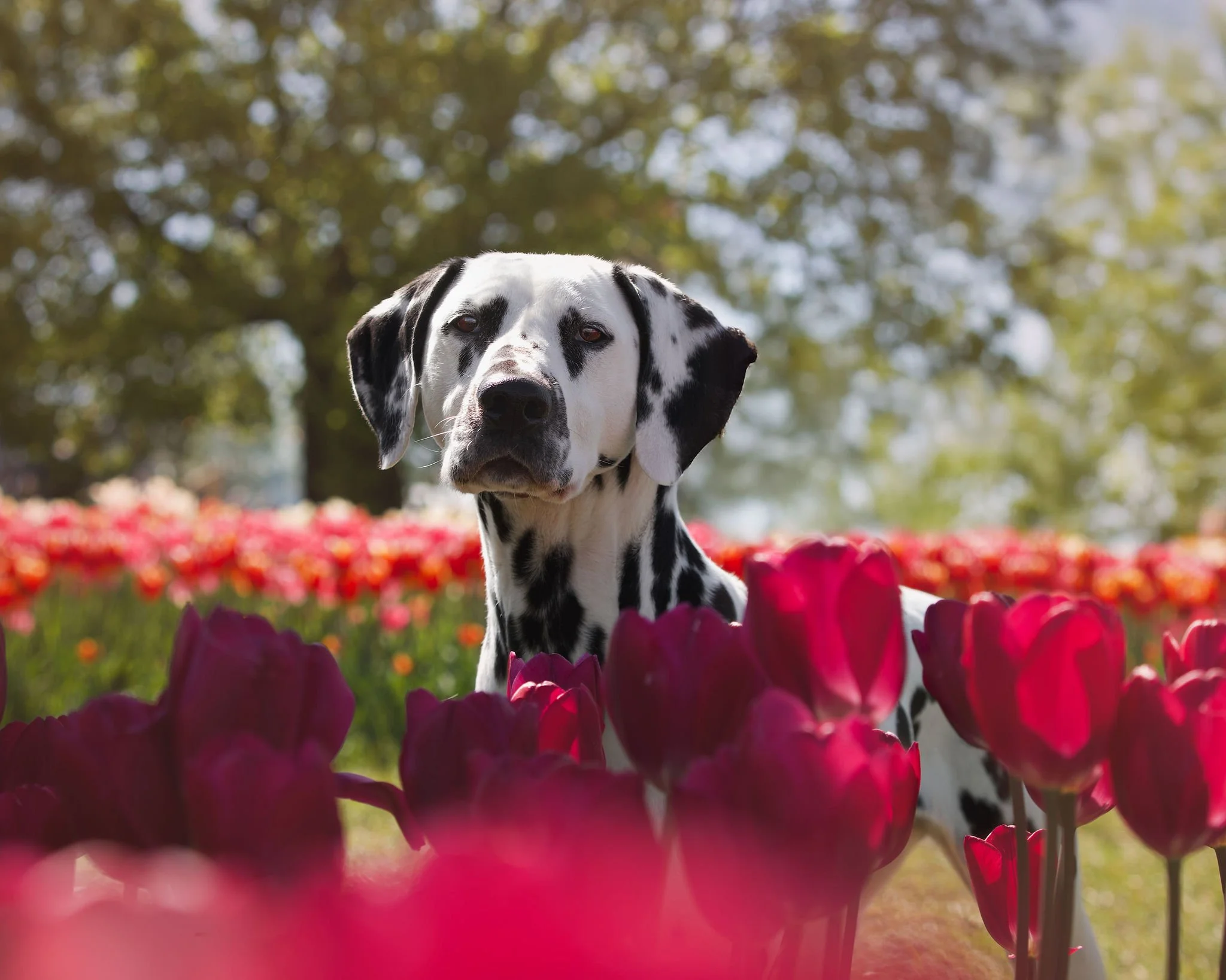 Our perfect Millie, our first for everything and our best friend. The boss of the house, the loudest bark, but the most love to give. She loved life and everything in it. 8 1/2 wasn’t near enough time, but I will cherish every second we had with you 