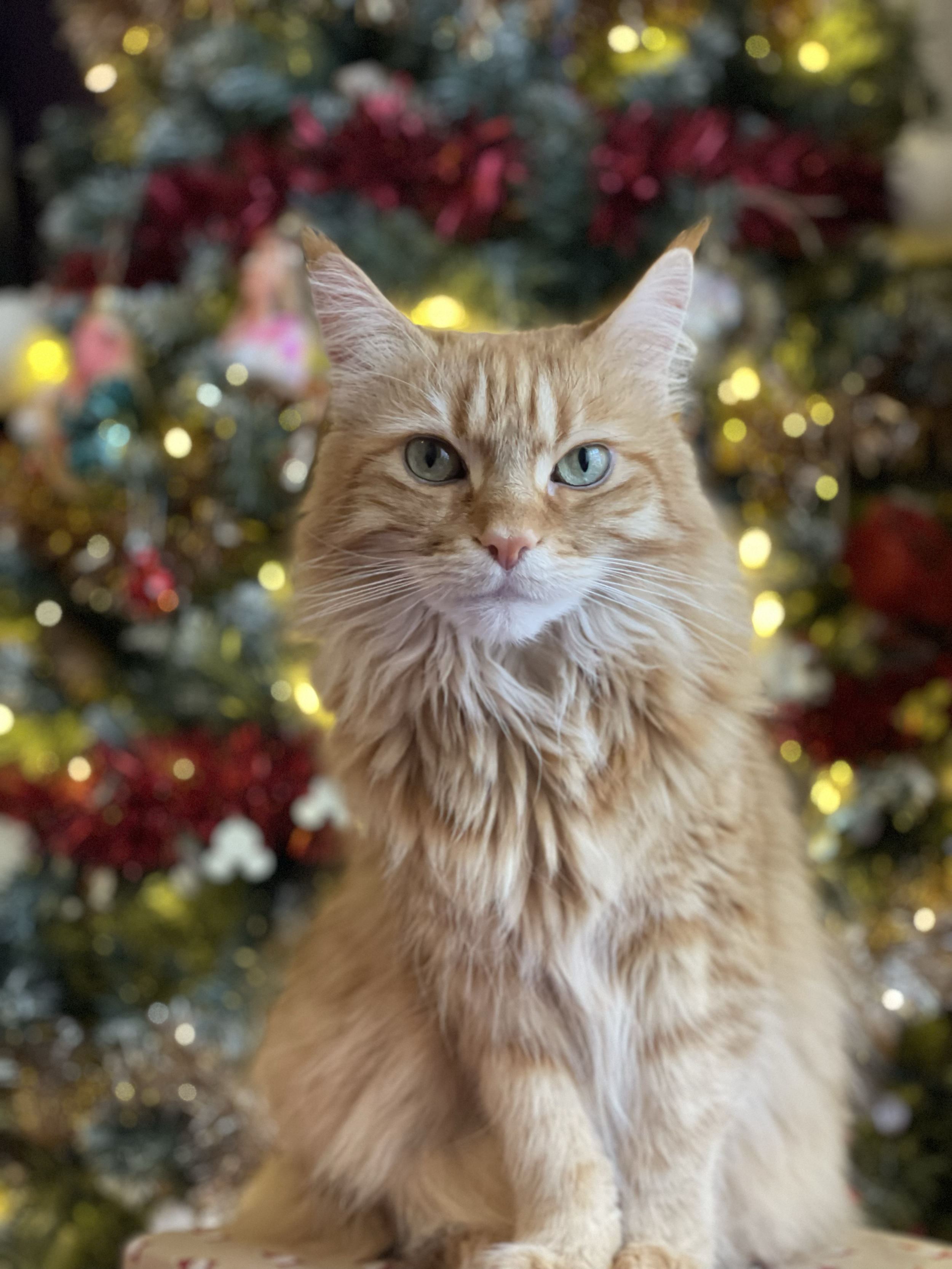 Tilly was our first girl, She grew up with our daughter, she was the most wonderful girl you could ever meet. 13 years wasn't long enough with our sweet girl.

We want to thank Natasha and James for taking such good care of her in her final journey, 