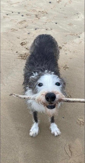 It was imperative to us that Buster was given dignity and care in his final moments, reflecting the love and affection he had received throughout the 10 years we were fortunate to have him after rescuing him. We cannot speak highly enough of Fleur Fa