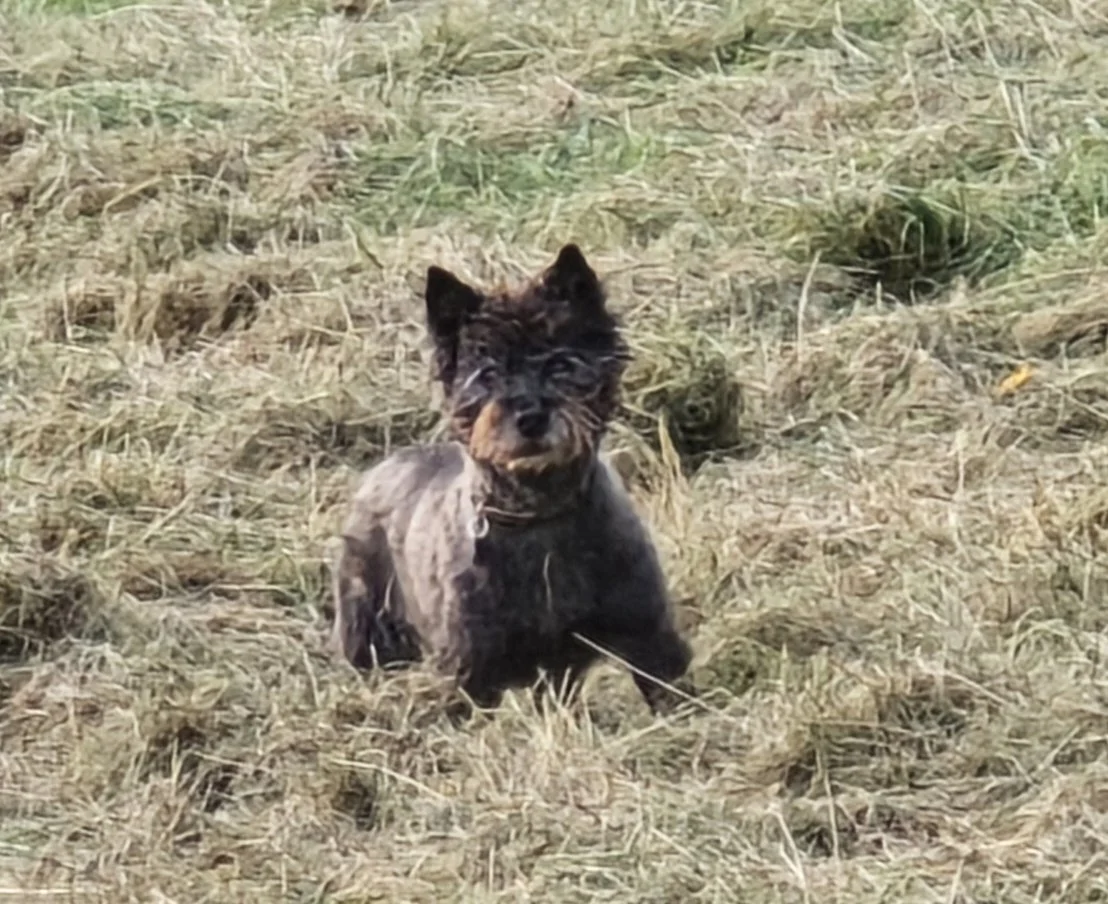 I can't believe it's a year since I lost my Izzy. Izzy was by my side for 15 years. She used to get so excited when she saw my mum's walking boots and loved those hikes. She loved her trips to the beach chasing the seagulls, hunting in the fields, ha