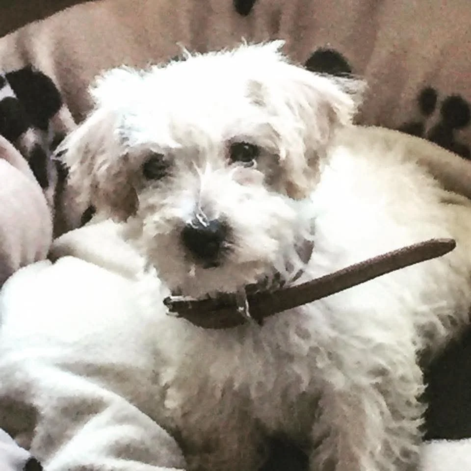 A much missed baby girl. Gone too soon, very loving and extremely loyal. Loved her belly rubs and has left us with many treasured memories. 

Absolute princess from the day she entered our home to the day she passed over the rainbow bridge. Made us g