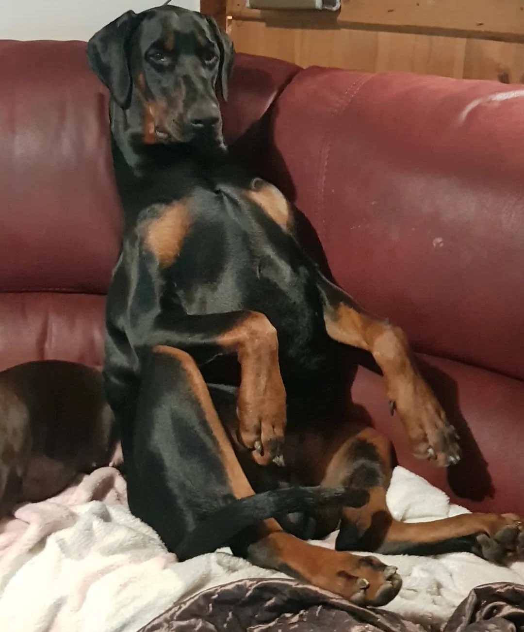 Thank you to Natasha and James for all their love and care of my beautiful boy Loki (aka Loki Bear) "you are my sunshine" played for his final journey a song he used to sleep to from 8 weeks of age. Loki was loved by all, such a gentle giant , always