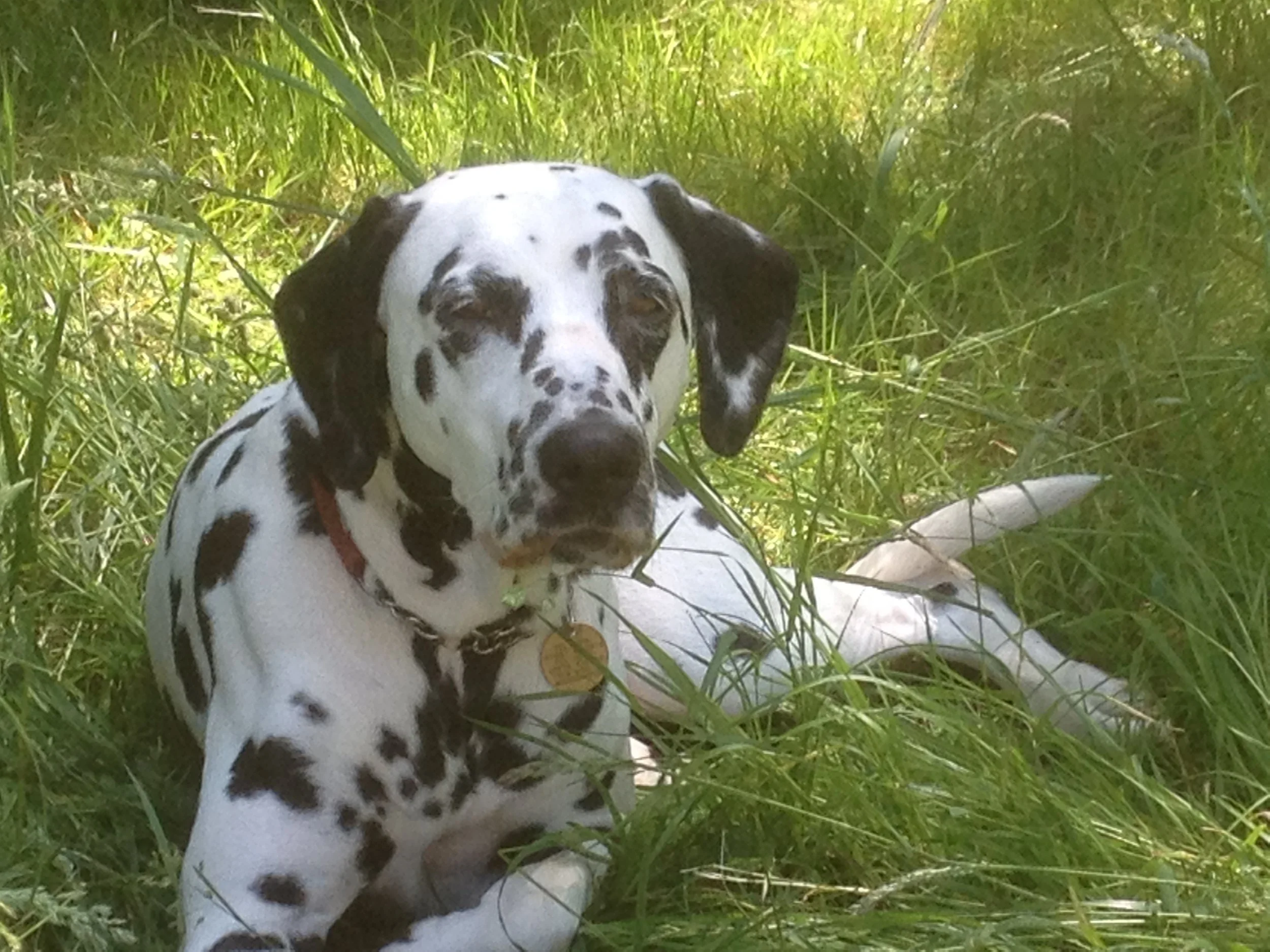 A huge thank you to Natasha and James for helping us through such a hard day. Mia lived her life at full speed and left us just as quickly. We will always miss you our 100 mile an hour girl, sleep tight. Sara, Tim, Jenny, Tom and best friend Hugo 💔
