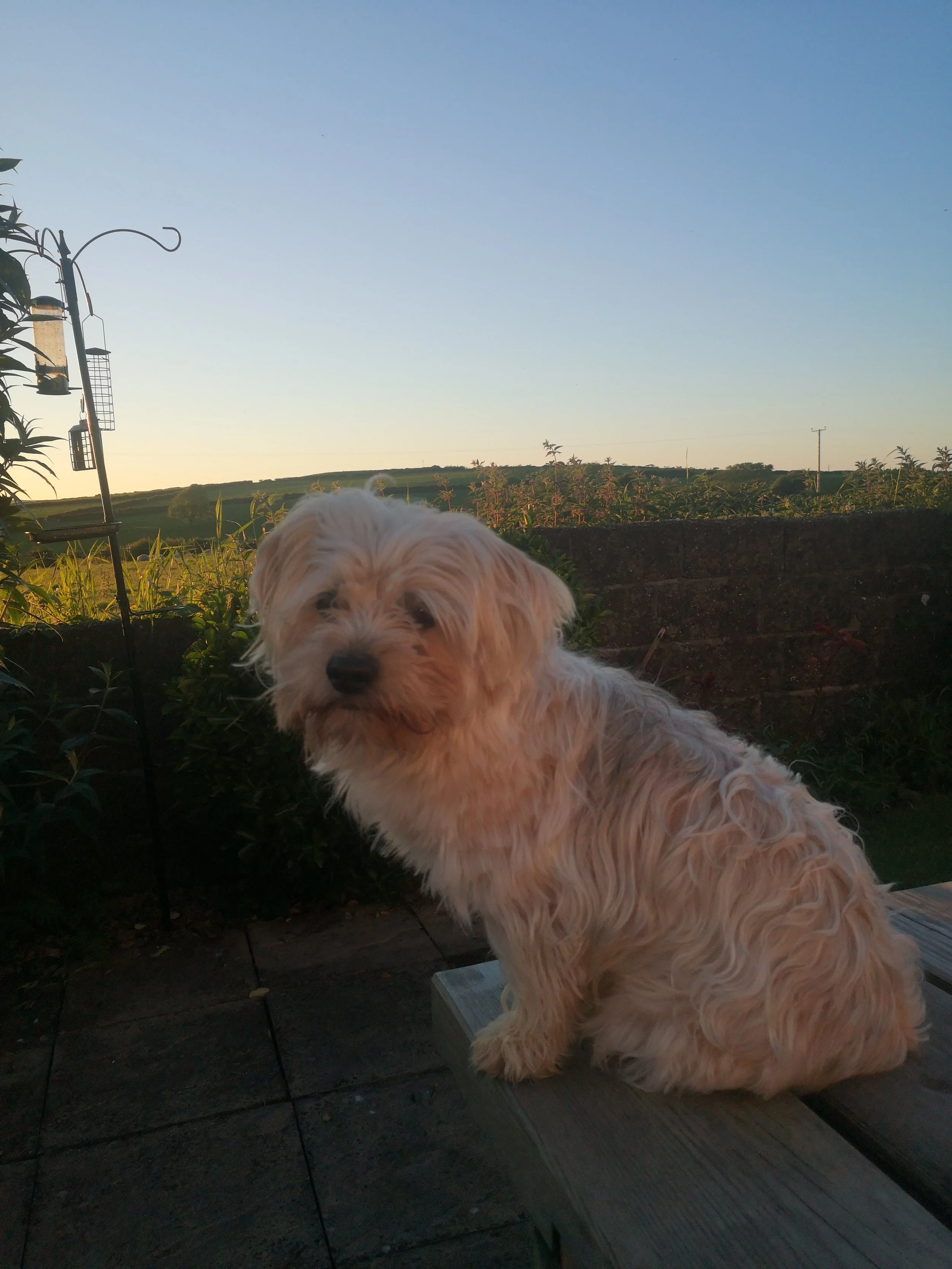 We sadly lost our little man and best friend on the 21st April, our whole world seemed to fall apart. Both Natasha and James were outstanding and couldn't have done anymore for our Alfie. The level of service and respect they gave to both us and more