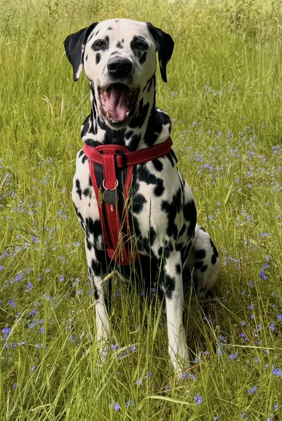 Our beautiful Henry, was taken from us suddenly at just 8 years old. Full of fun, mischief and so much character right until his final hour, Henry brought happiness wherever he went. He was loved more than words can say, and will leave a huge paw pri