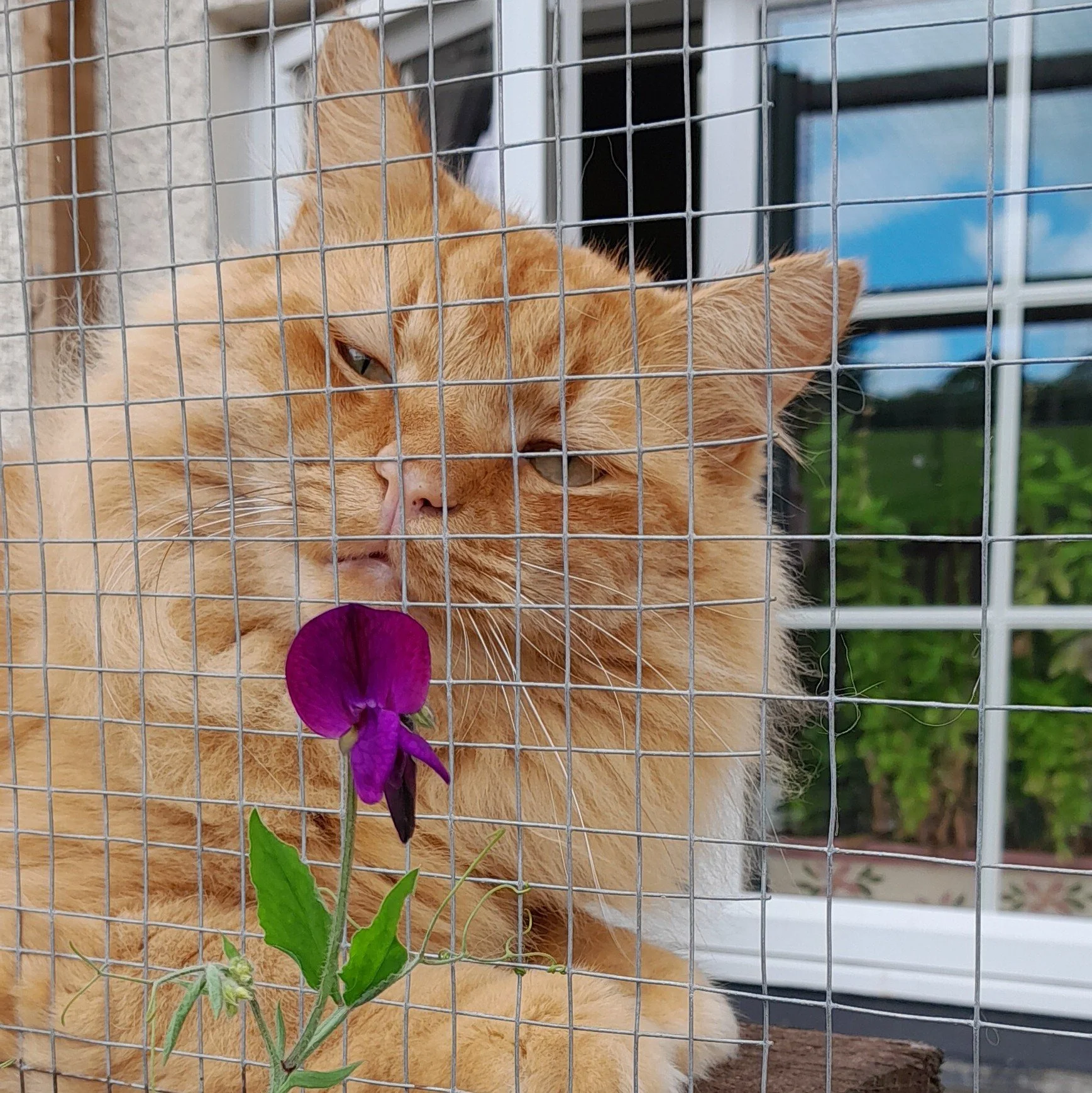 To my Simba, it broke my heart to say goodbye, you were such a joy to have around and always brought me happiness and made me smile. Missed but never forgotten my furry soulmate. Love you.