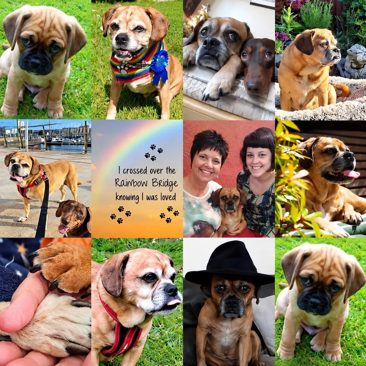 Our gorgeous boy Chester. We were so lucky to have loved him for over 15 years, but still never long enough. He was such a beautiful soul and the best big brother to Dudley 💙 Goodnight Chezzy baby, enjoy all the biscuits and bacon you want over rain