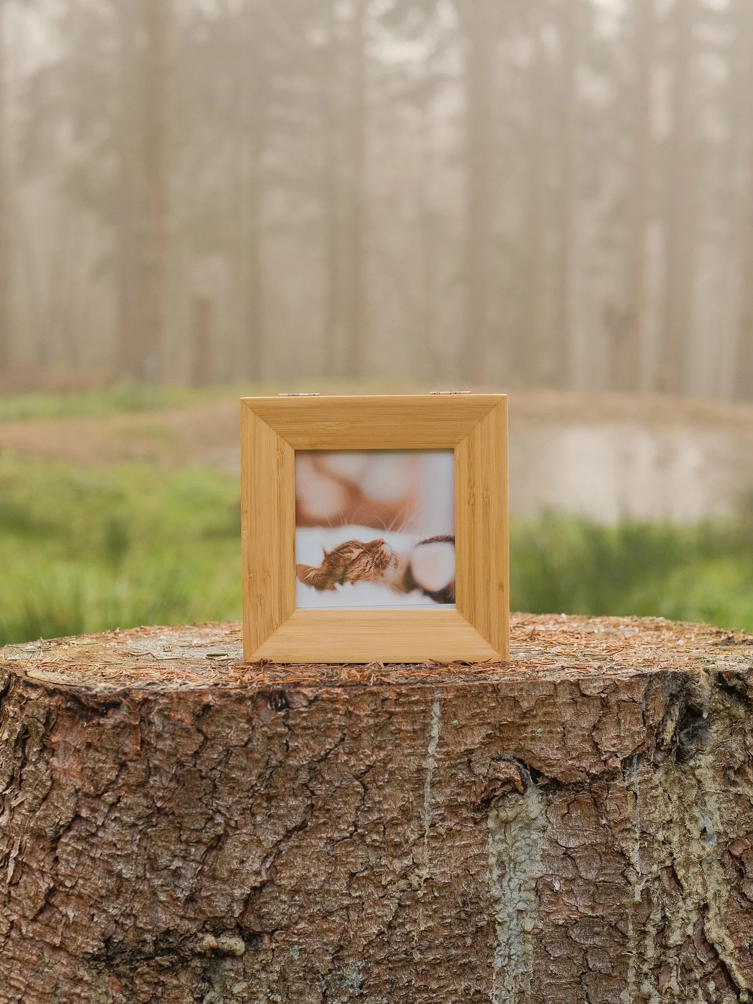 A framed photograph of a sleeping cat resting on a white surface, placed on a tree stump outdoors with blurred trees and greenery in the background, a beautiful pet memorial keepsake from a pet crematorium in Carmarthenshire