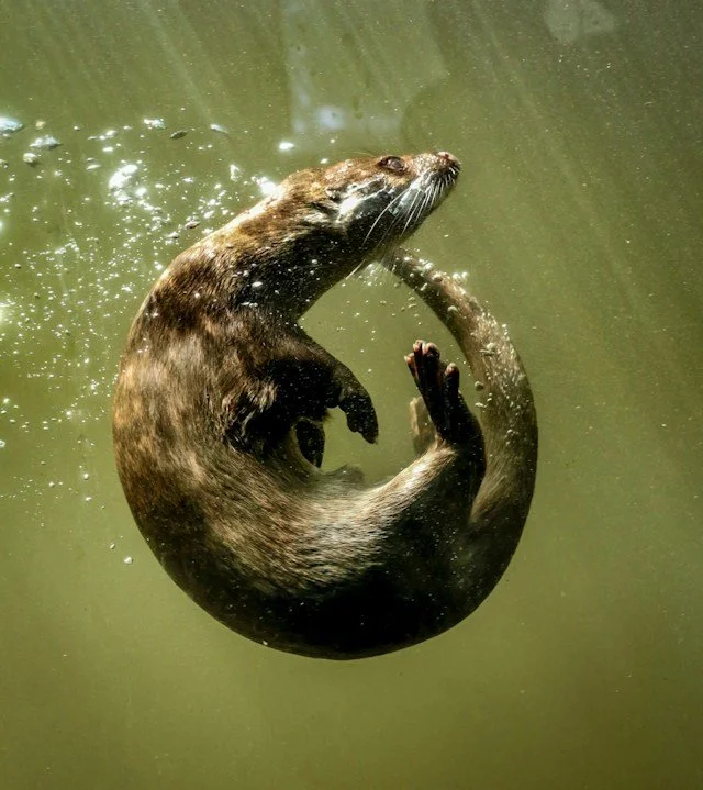 The Mammalian Dive Reflex