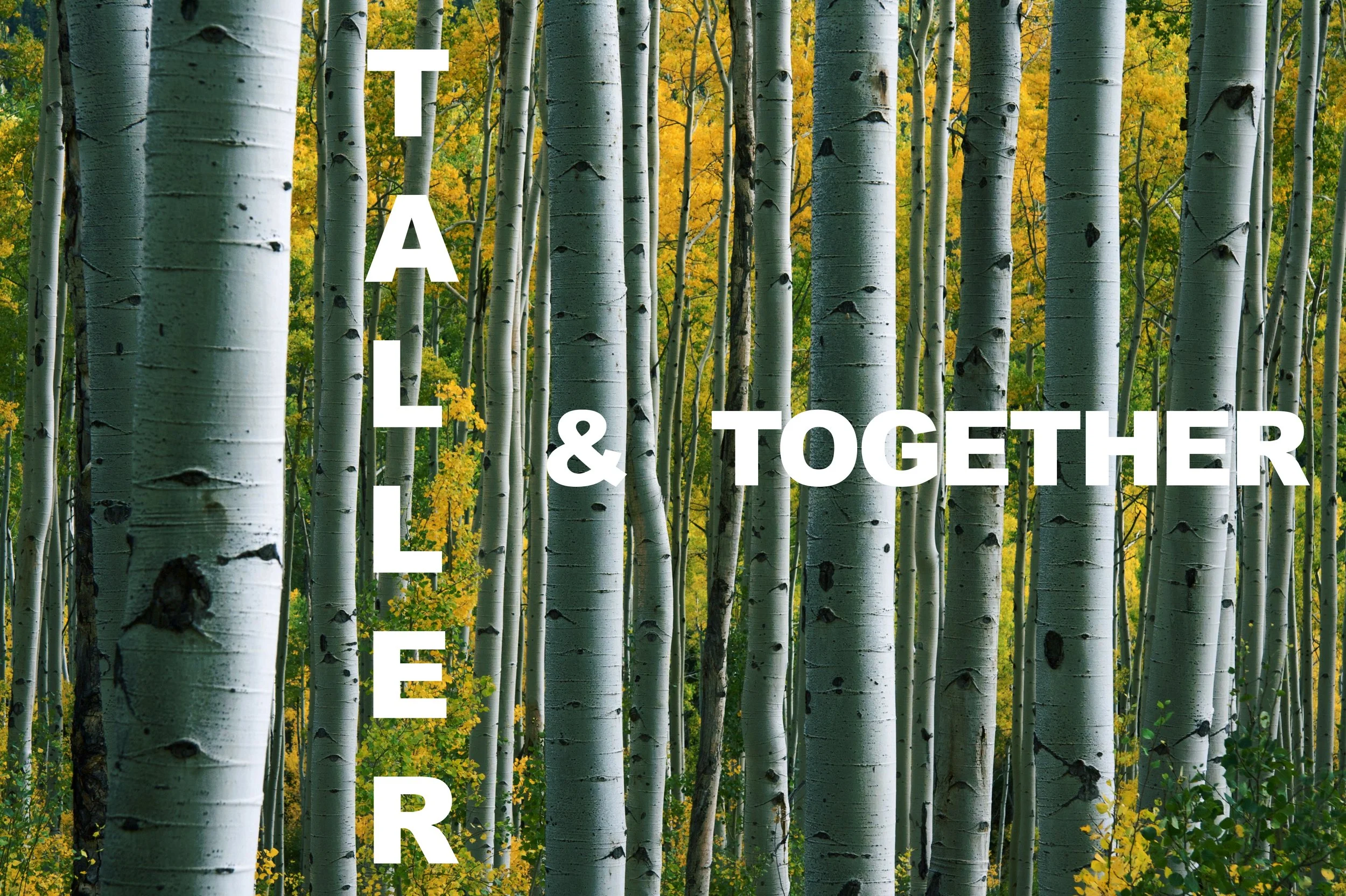 Taller & Together