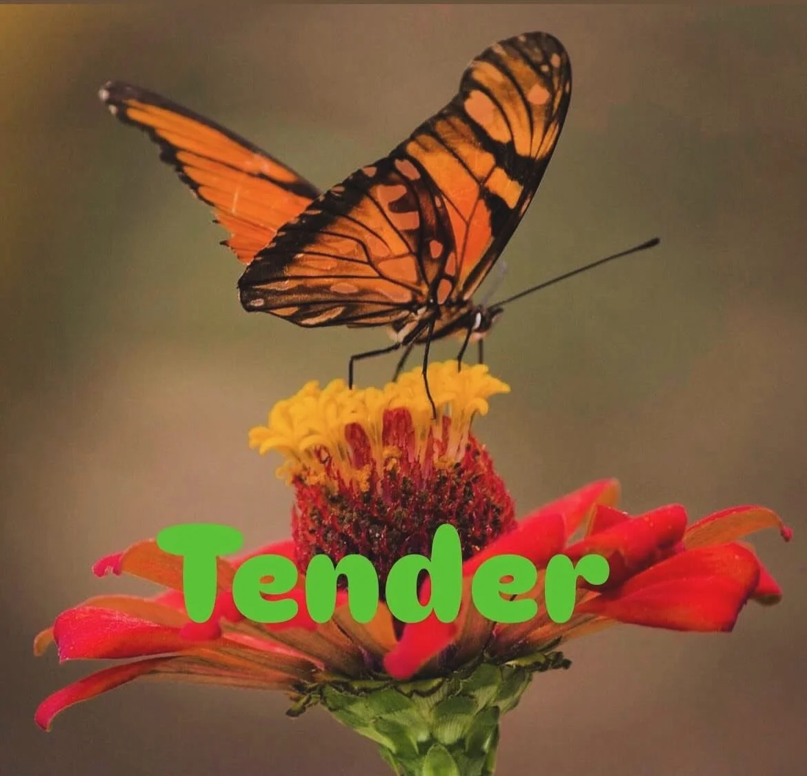 TENDER

When I was young I was all heart. I would cry at seeing a butterfly, give my favourite sweets to the new kid at school and tell people I loved them and their shoes.

Then I got hurt. Many times. And fear arrived. So I started to close down po
