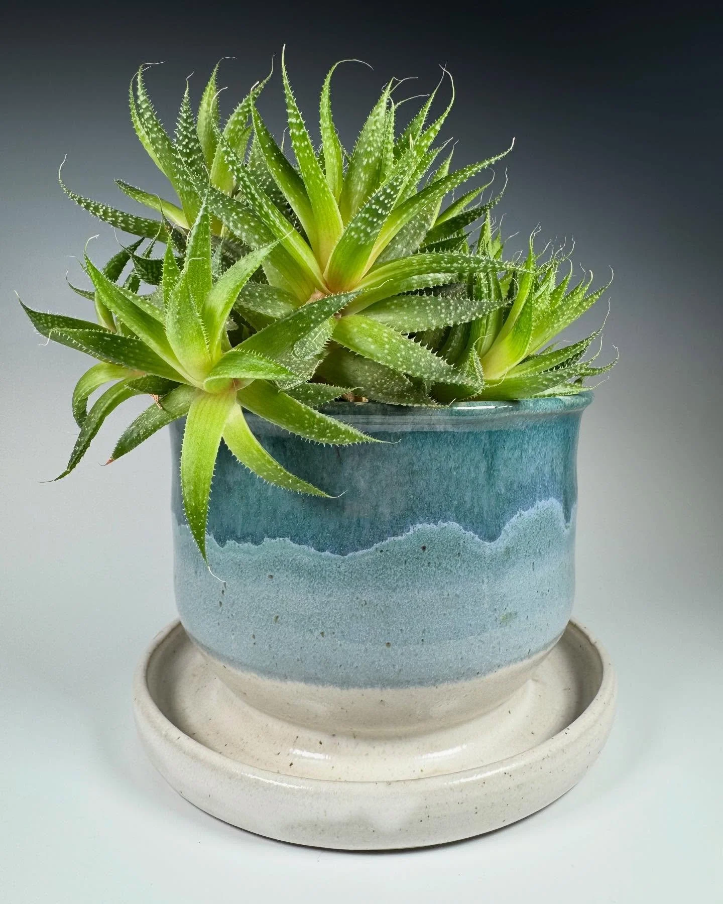 Do hard things (like photography) but do them with your buds&hellip; @muddy.mckenzie ilysm you have such a great eye - thanks for loaning me your gorgeous goddess succulent for this photo.