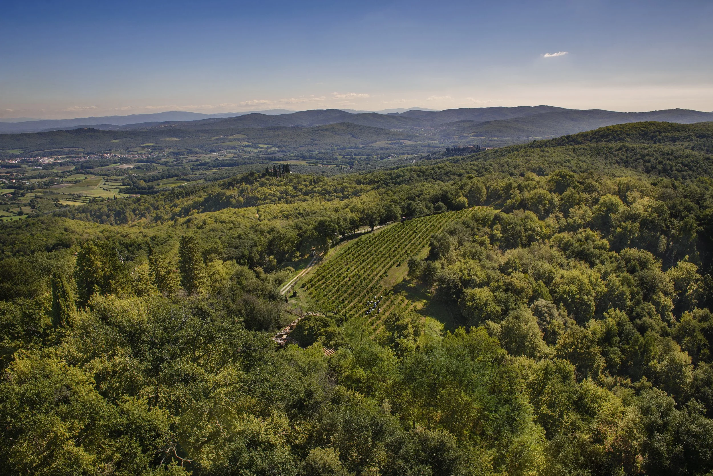 Vigna Torre 2016 (1).jpg