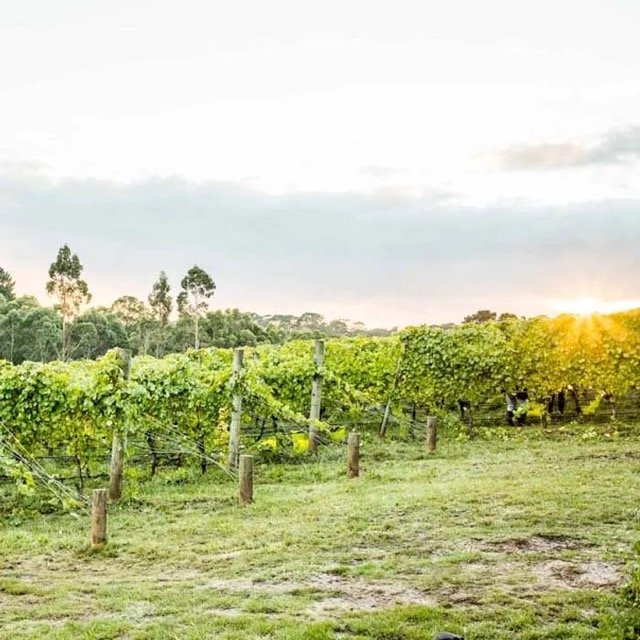 vineyard-sunset Medium.jpeg