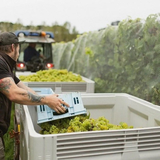 Grape-harvest Medium.jpeg
