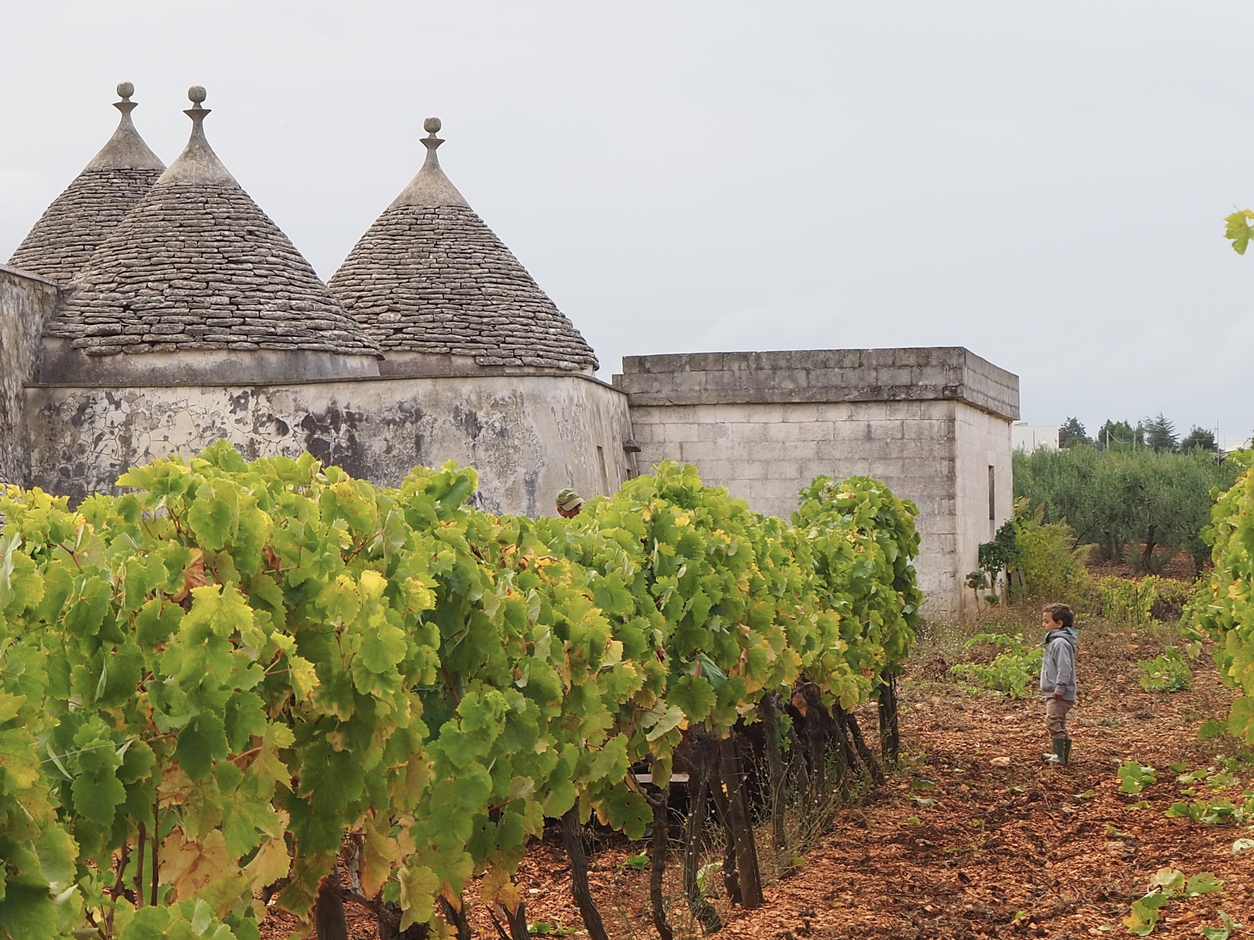 Vigna_Aurelio vigna Carpari.png