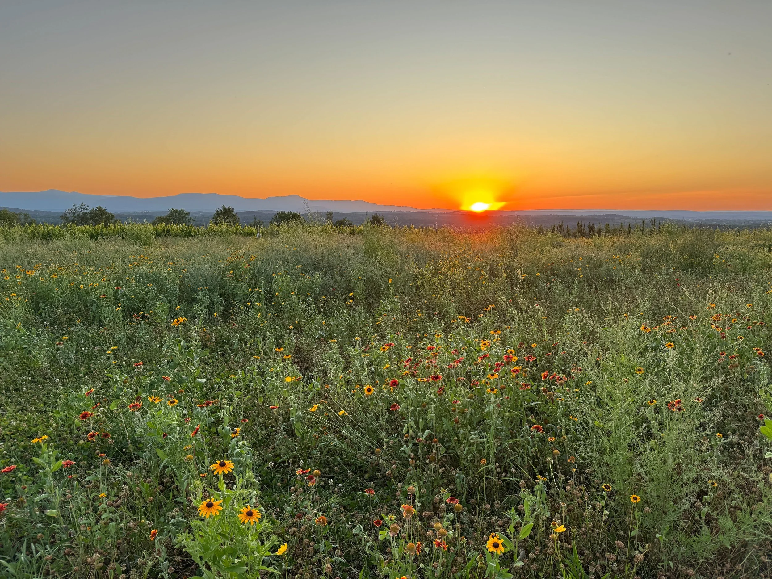 June Sunset.jpg