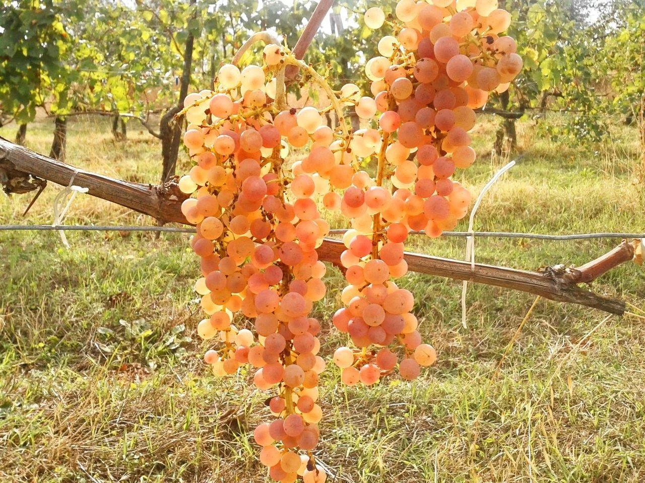 2012 Uva Vinsanto (2).jpg