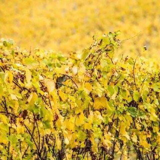 vineyard-closeup Small.jpeg