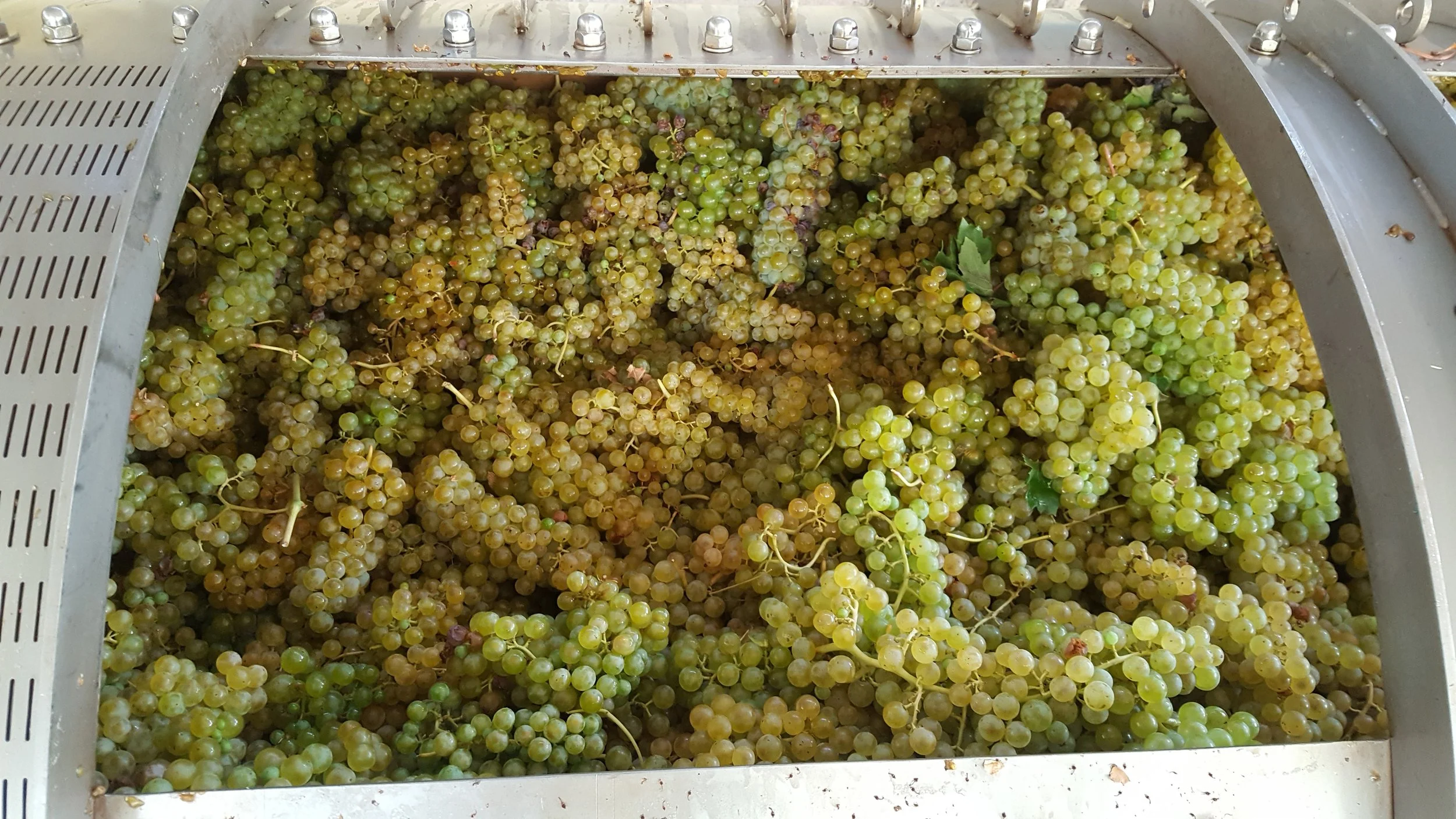2017 Bòggina Bianco (9).jpg